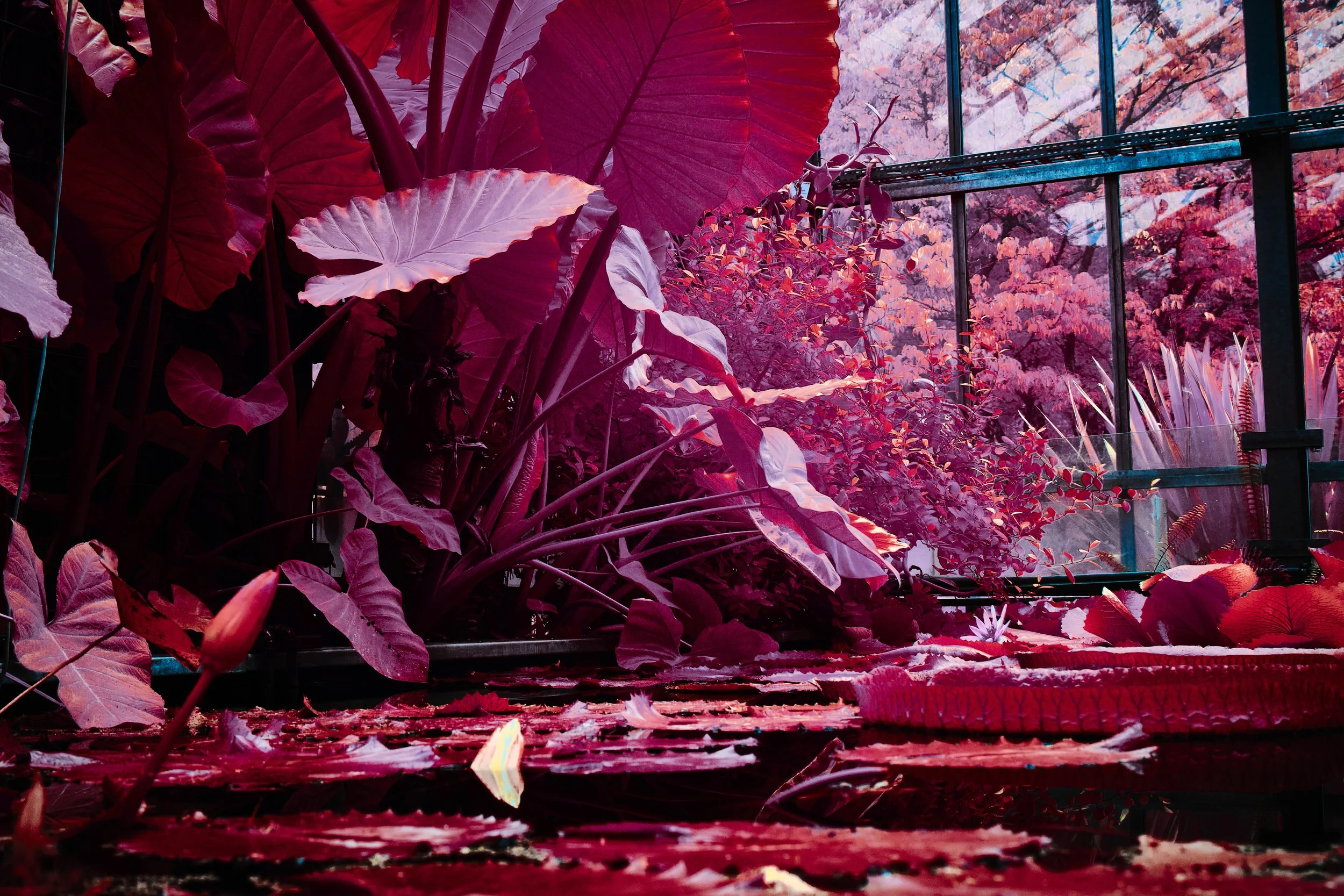 17.08.2026 Botanischer Garten 120.jpg