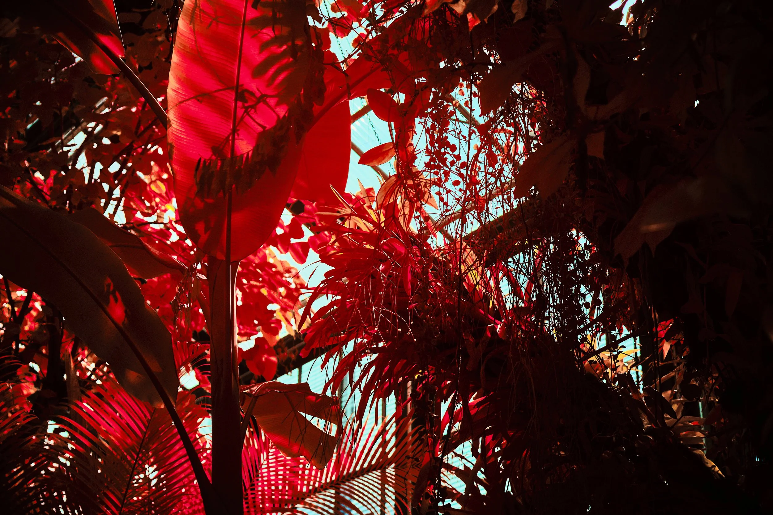 17.08.2026 Botanischer Garten 148.jpg