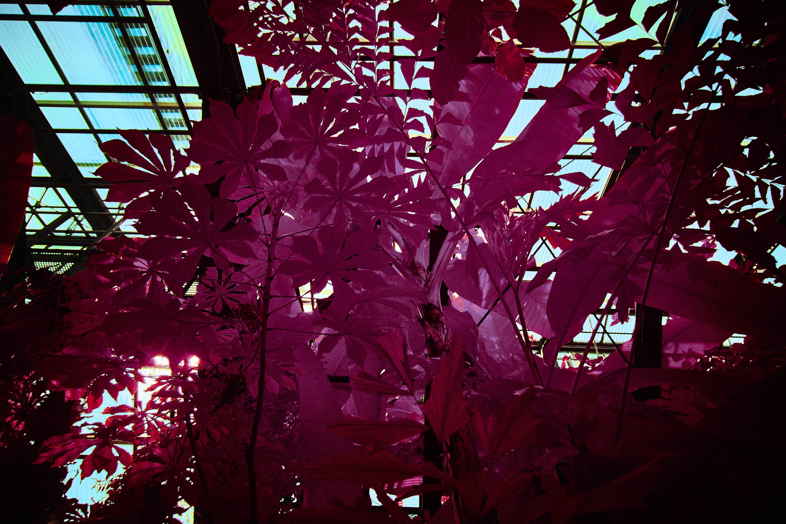 17.08.2026 Botanischer Garten 145.jpg