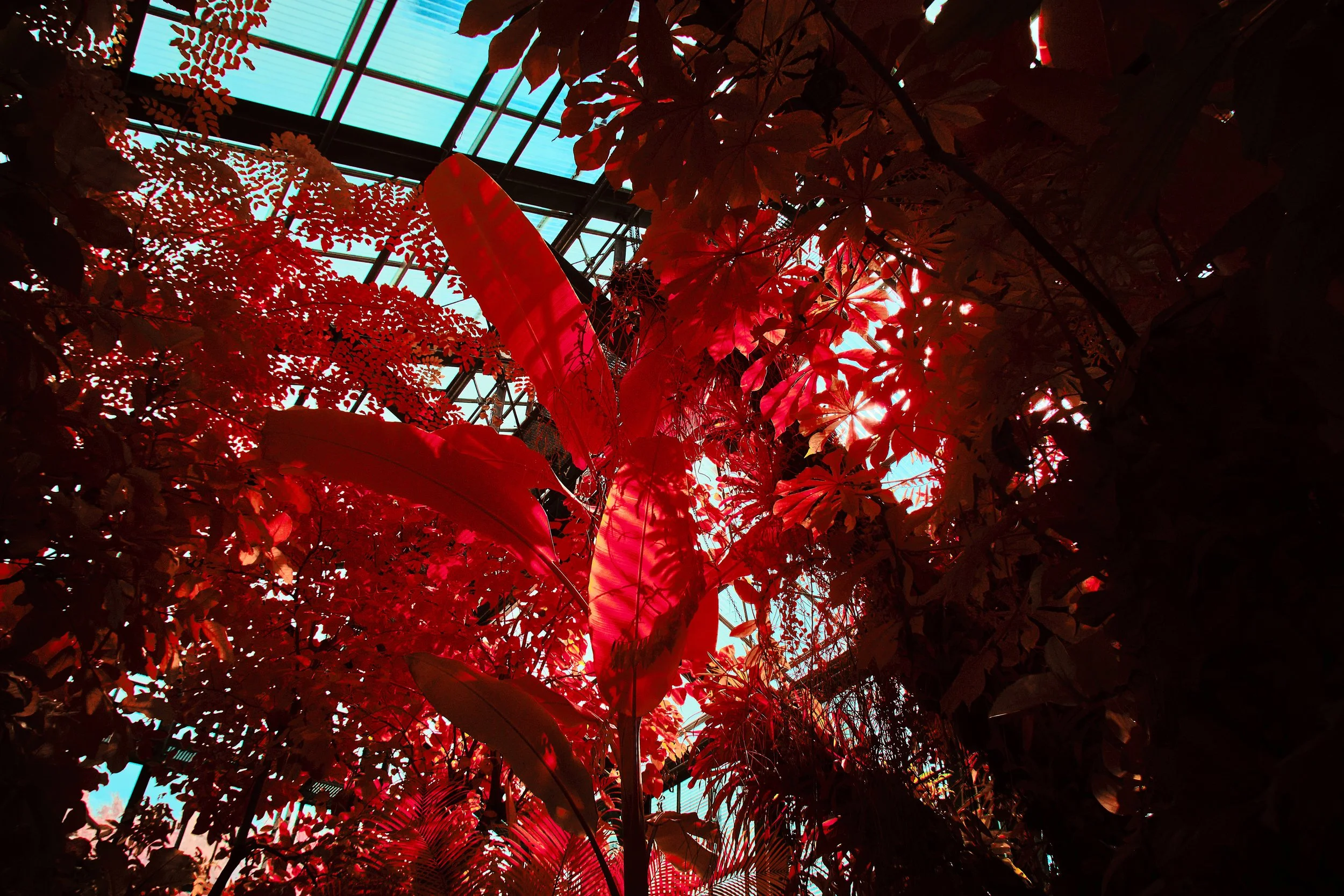 17.08.2026 Botanischer Garten 152.jpg