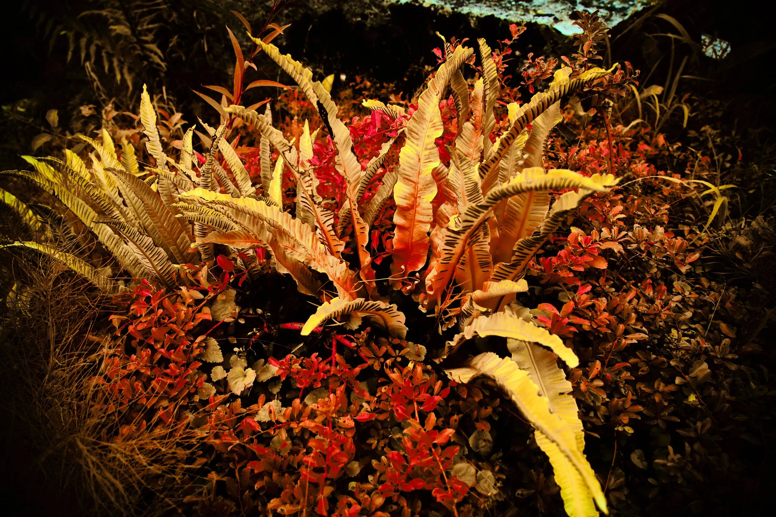 17.08.2026 Botanischer Garten 4.jpg