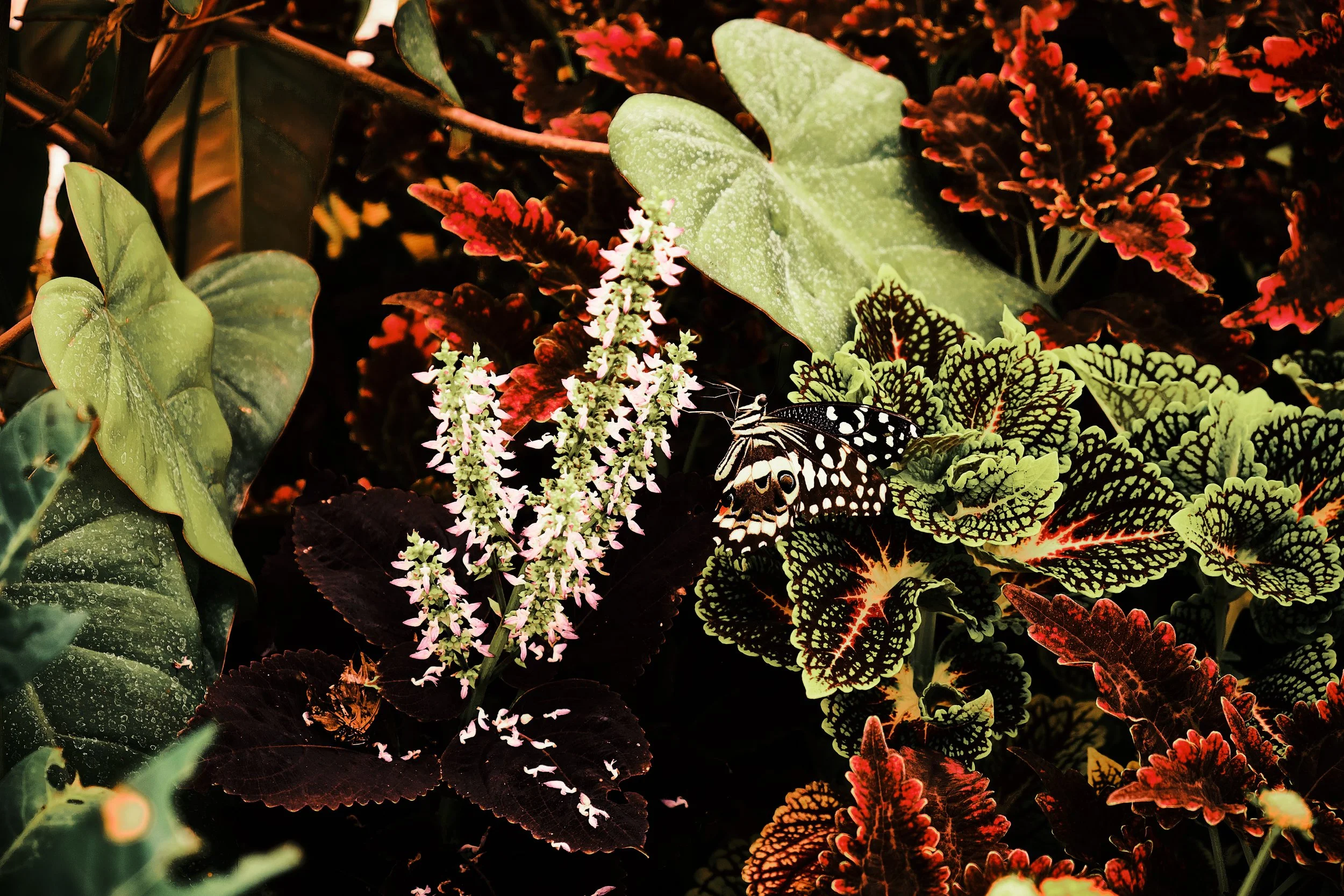 17.08.2026 Botanischer Garten (Anja) 38.jpg