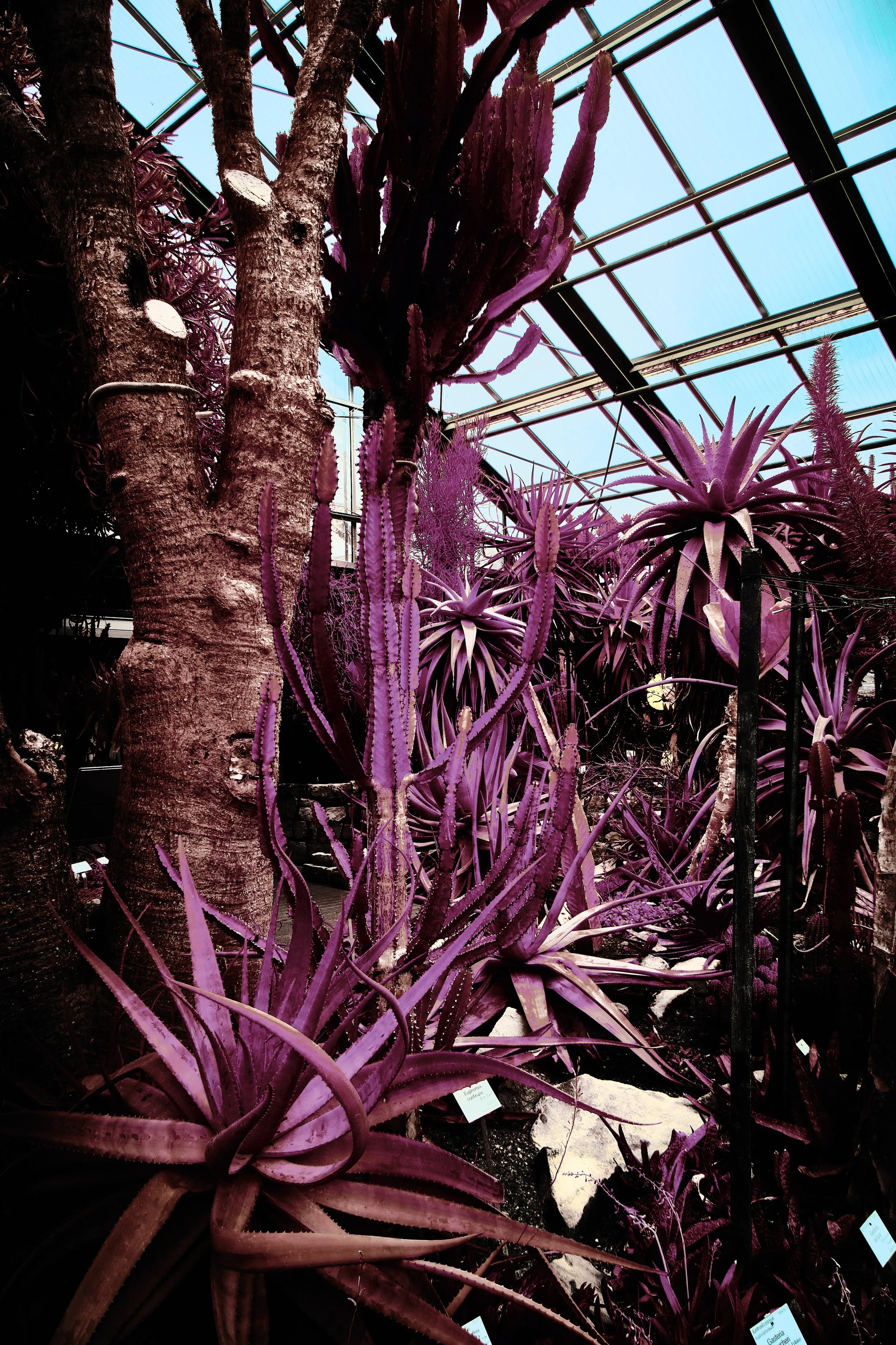 17.08.2026 Botanischer Garten 103.jpg