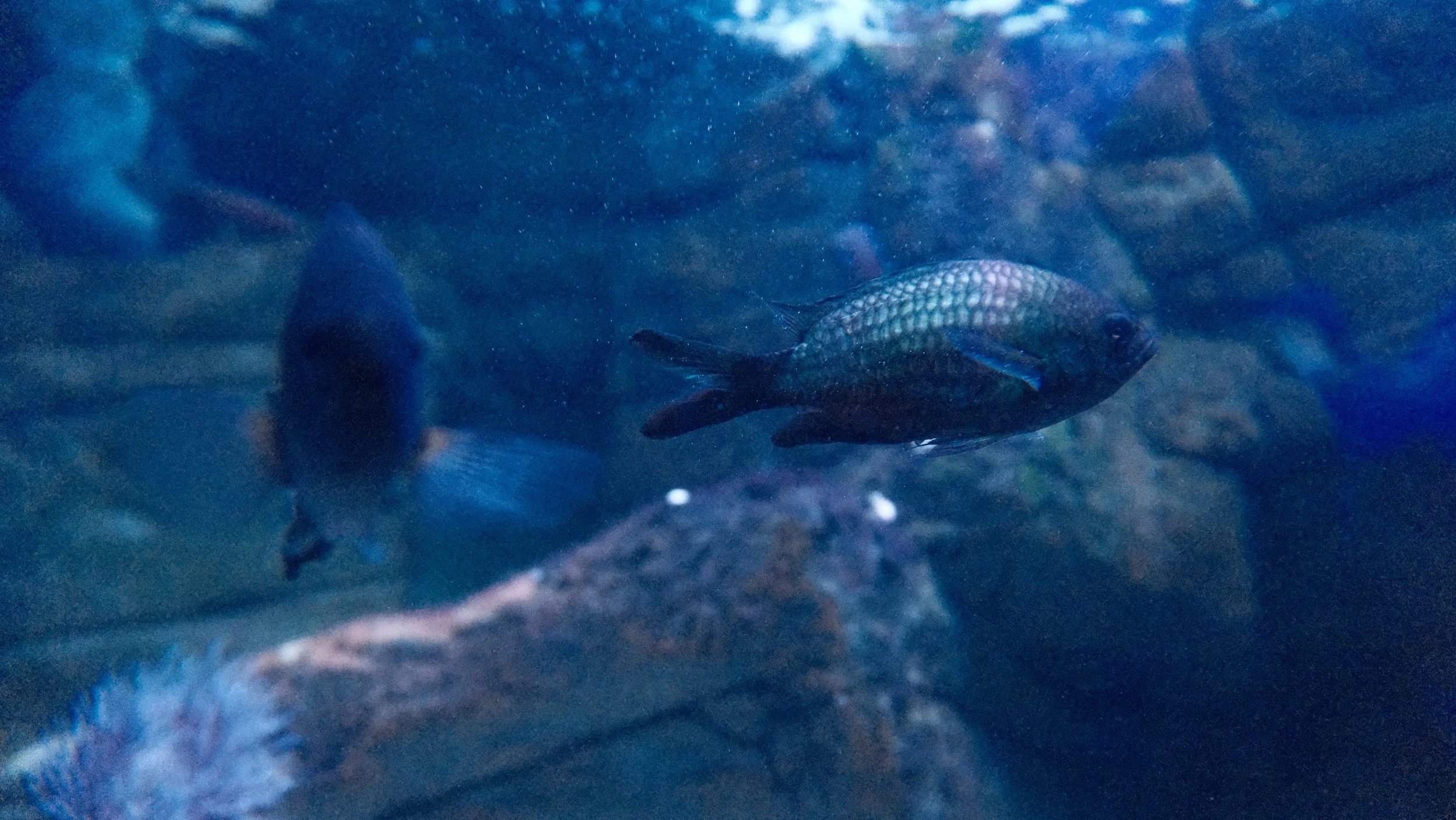 DSCF5953.JPG