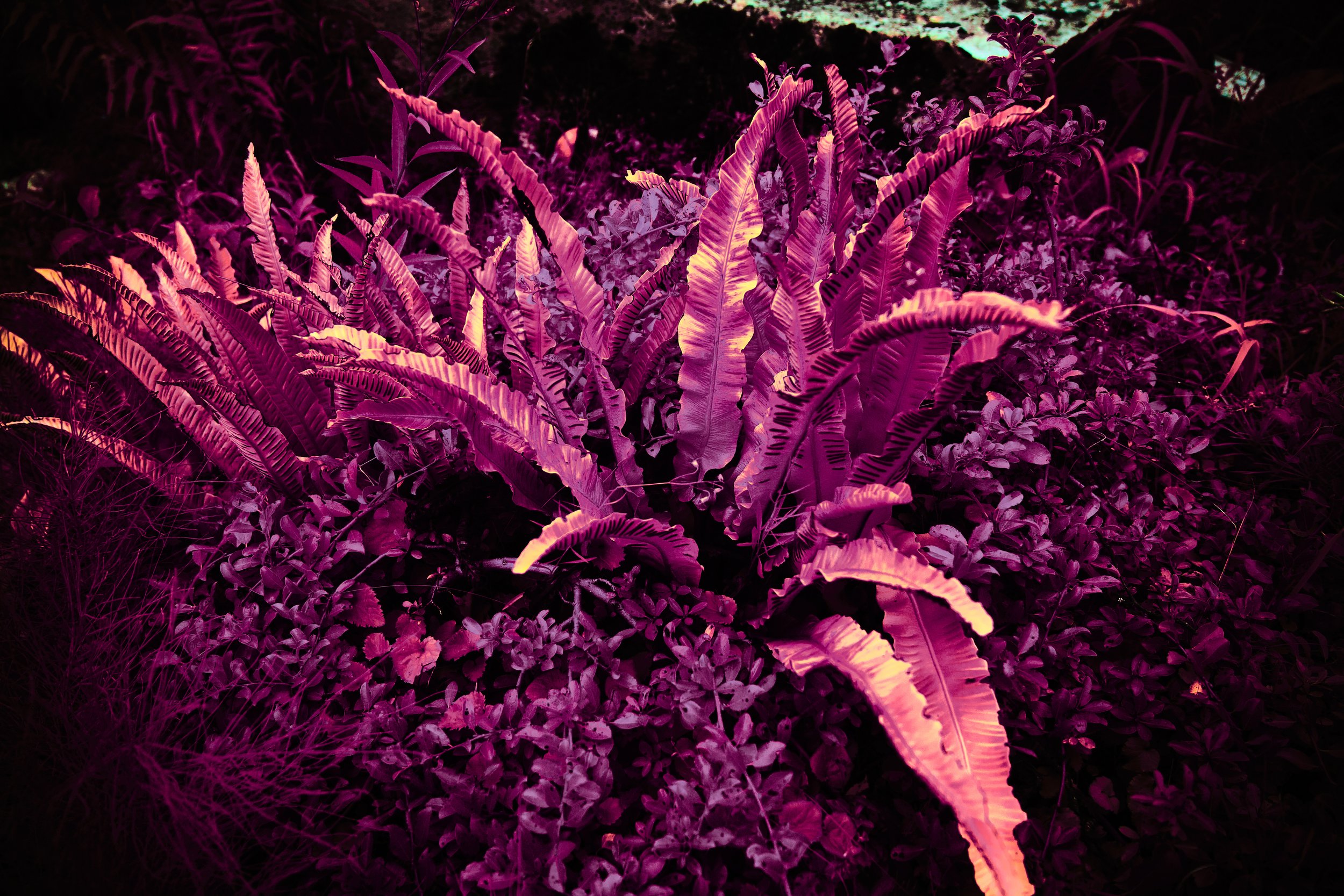 17.08.2026 Botanischer Garten 5.jpg