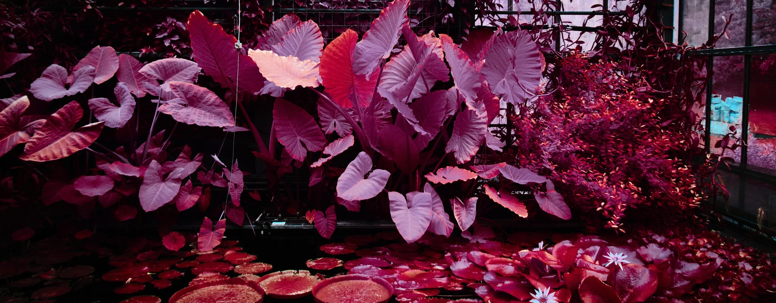 17.08.2026 Botanischer Garten 115.jpg
