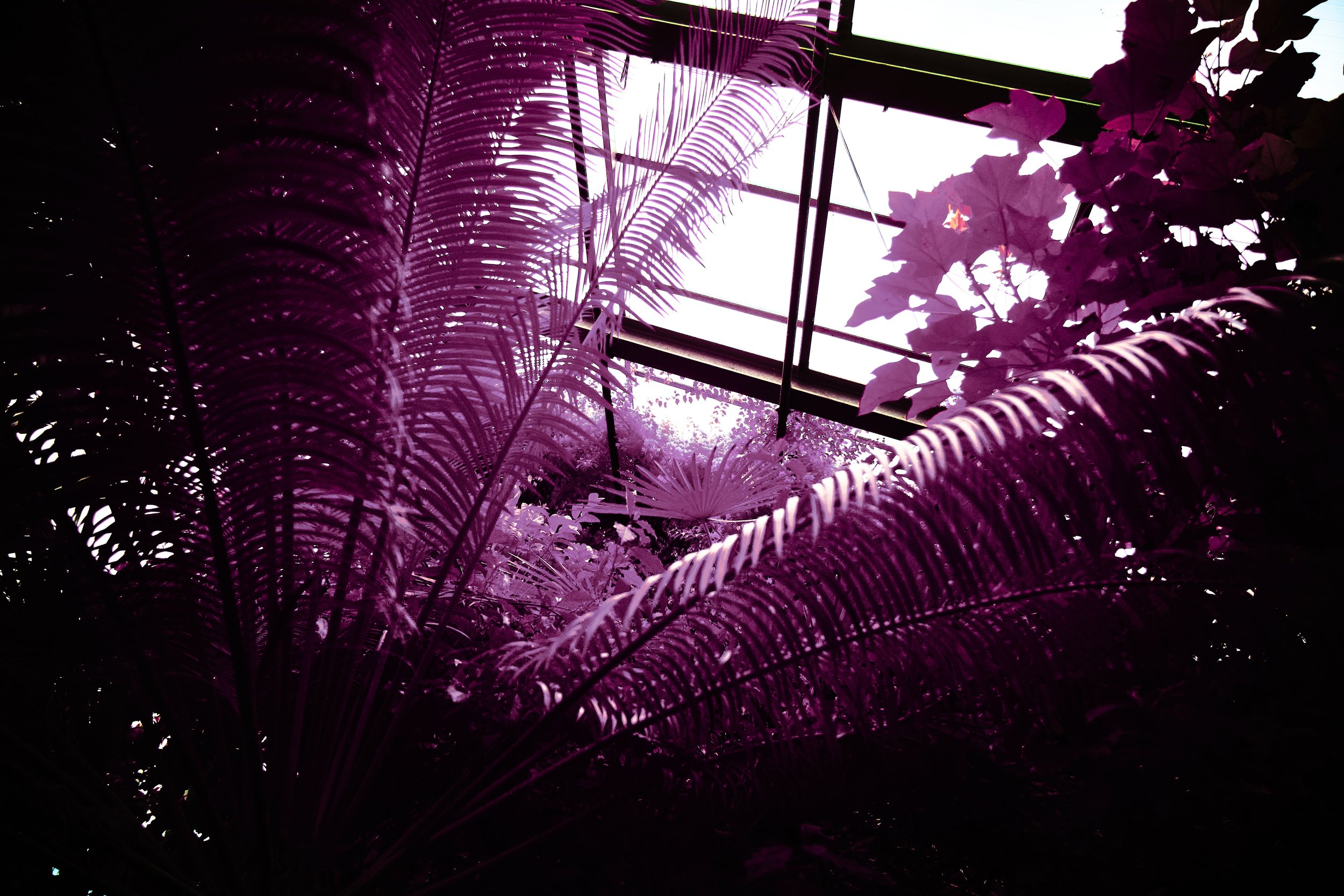 17.08.2026 Botanischer Garten 75.jpg