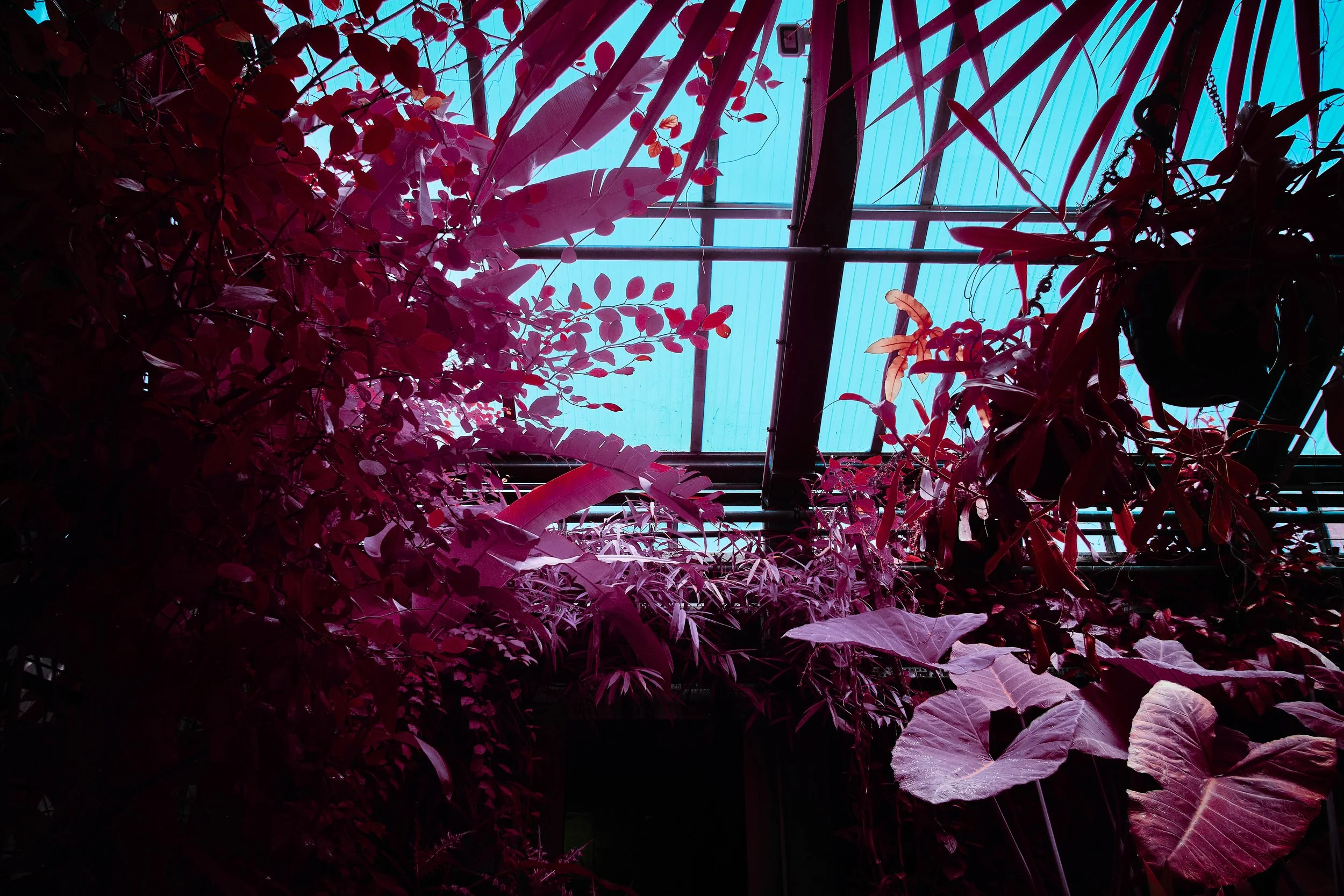 17.08.2026 Botanischer Garten 126.jpg