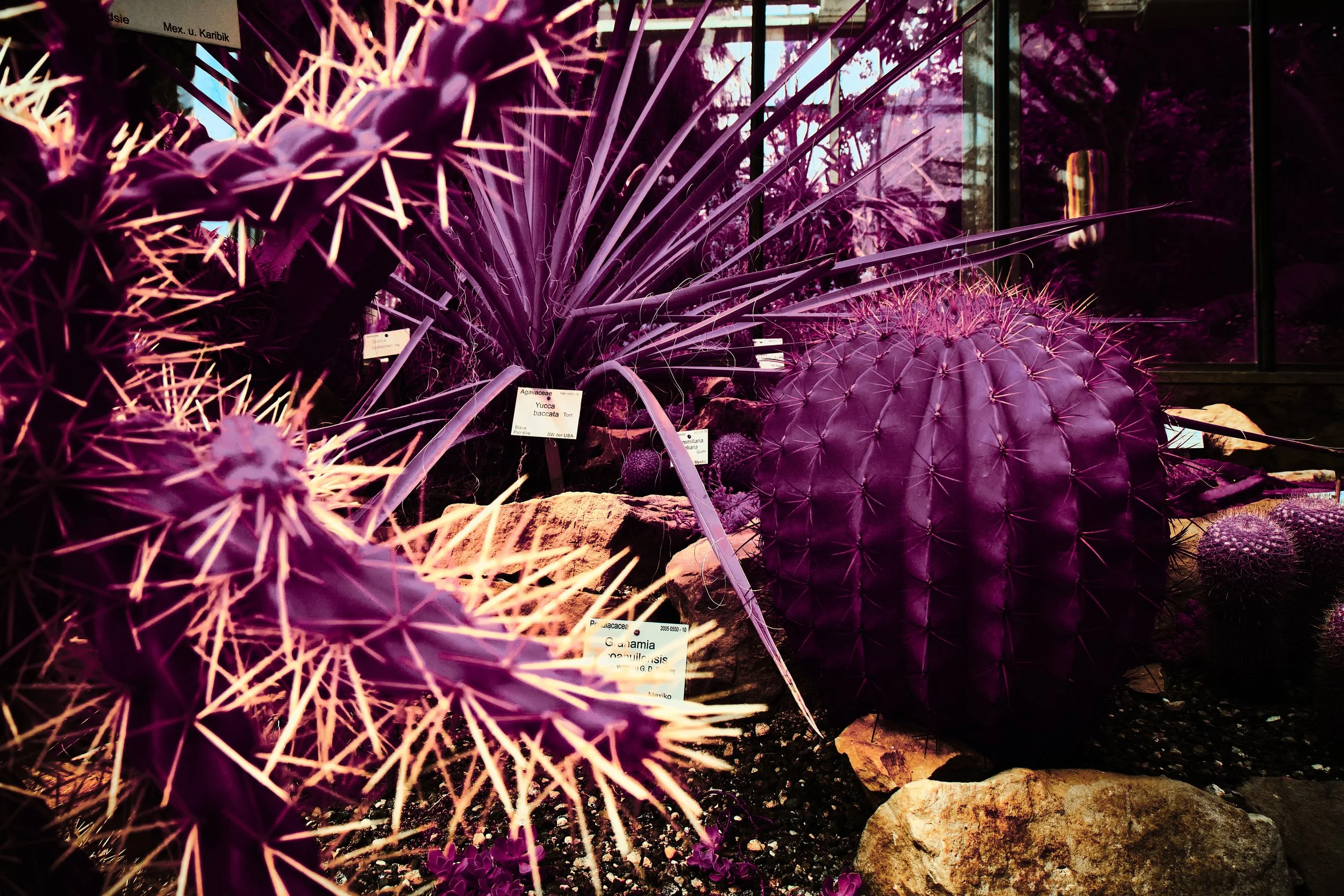 17.08.2026 Botanischer Garten 85.jpg