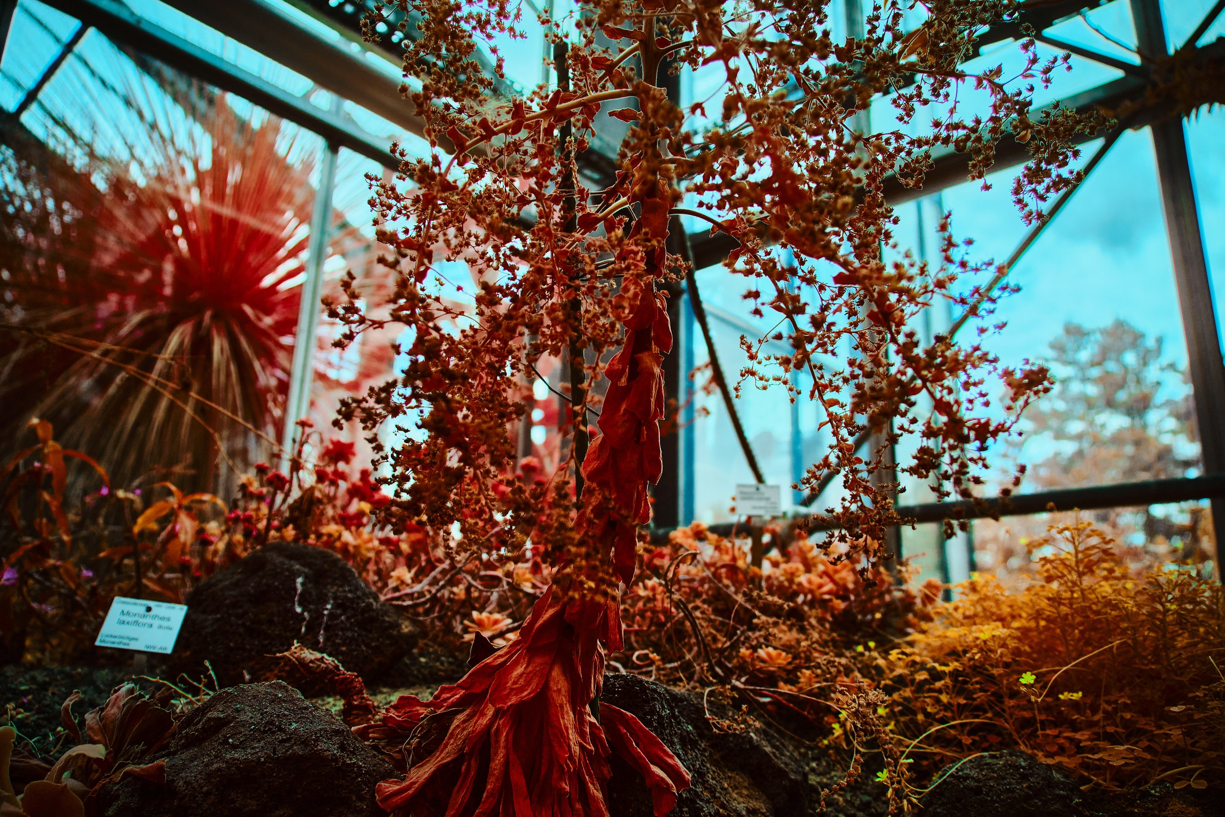 17.08.2026 Botanischer Garten 67.jpg