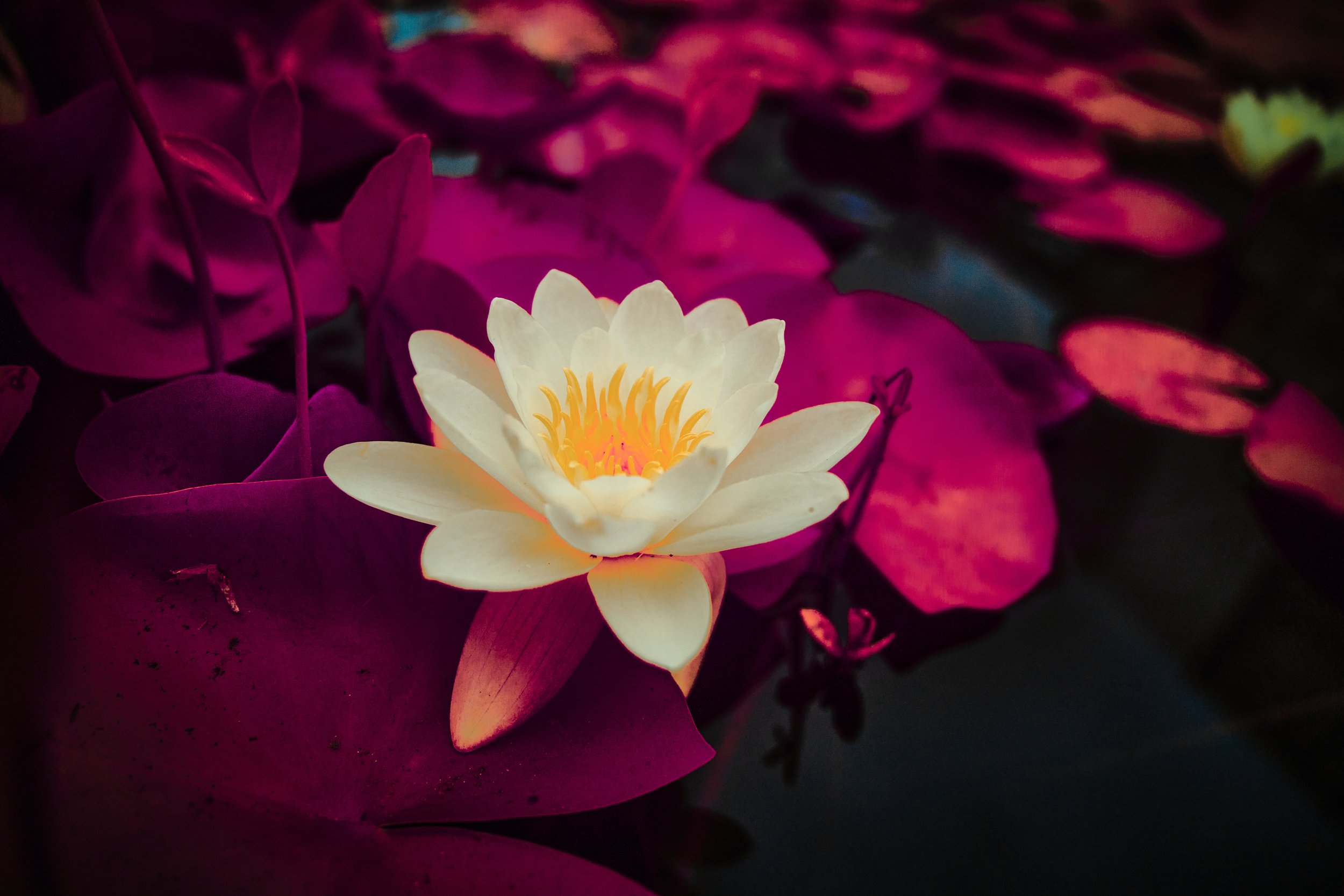 17.08.2026 Botanischer Garten 39.jpg