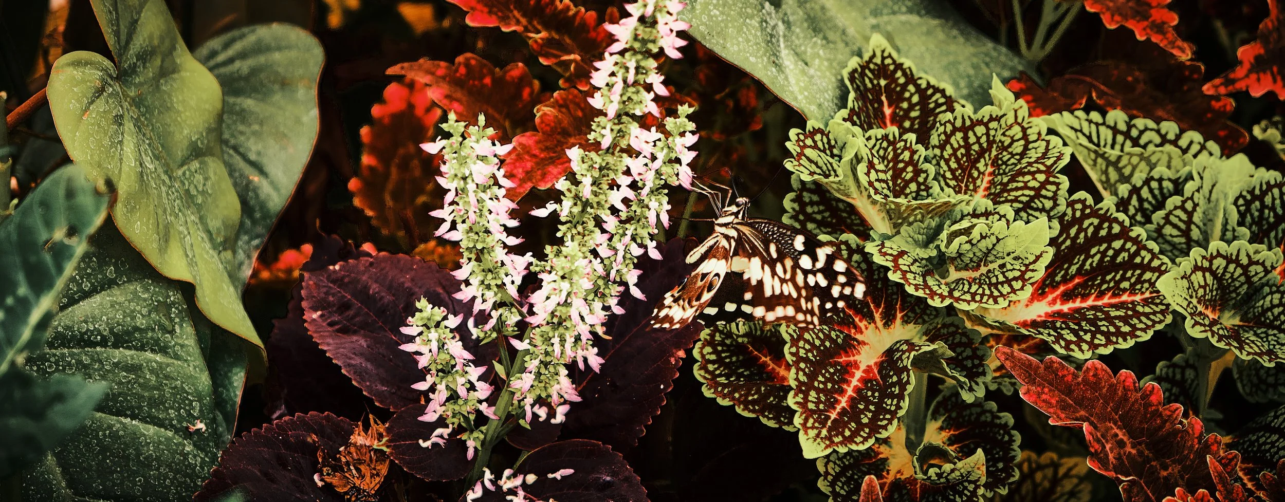 17.08.2026 Botanischer Garten (Anja) 37.jpg