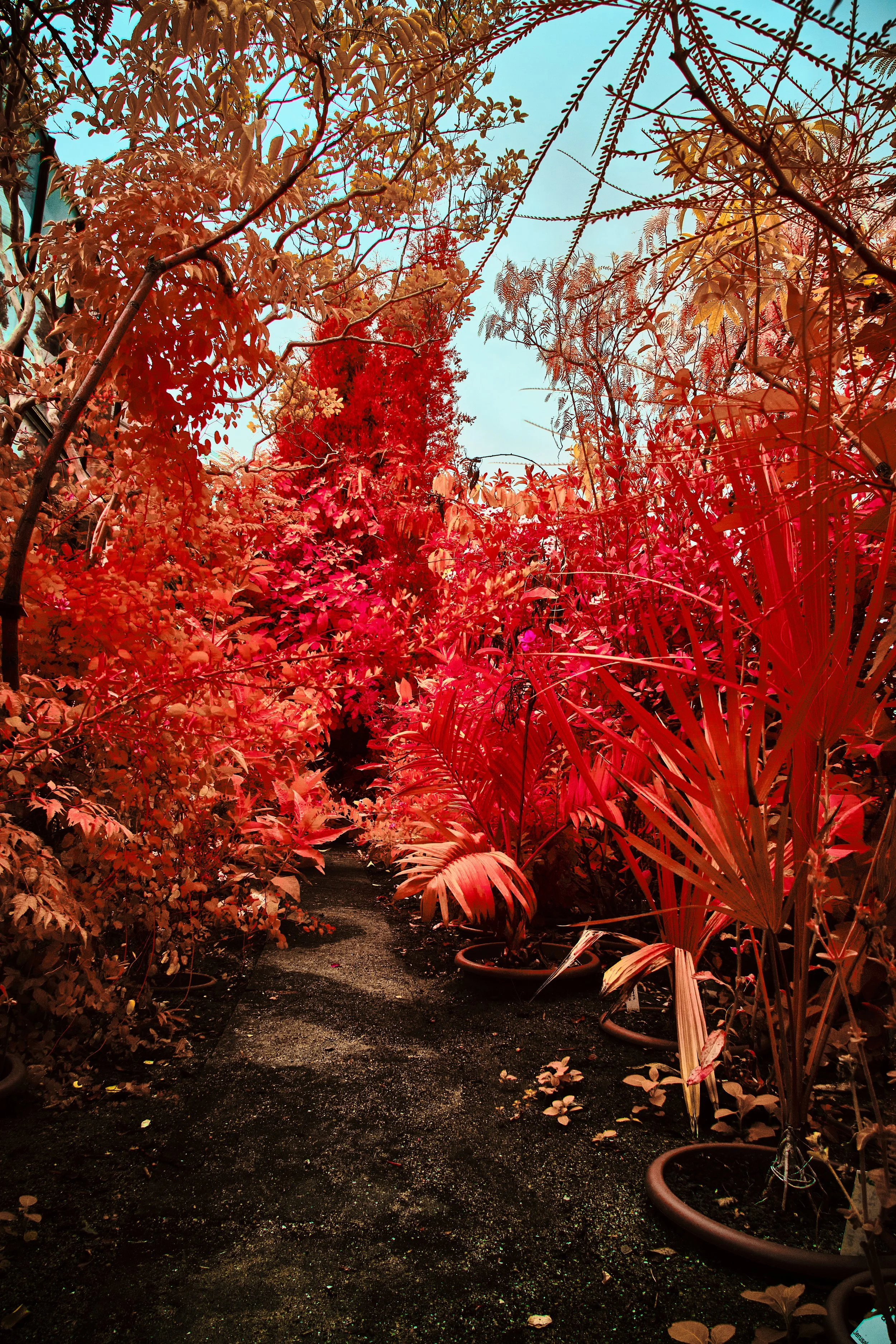 17.08.2026 Botanischer Garten 161.jpg