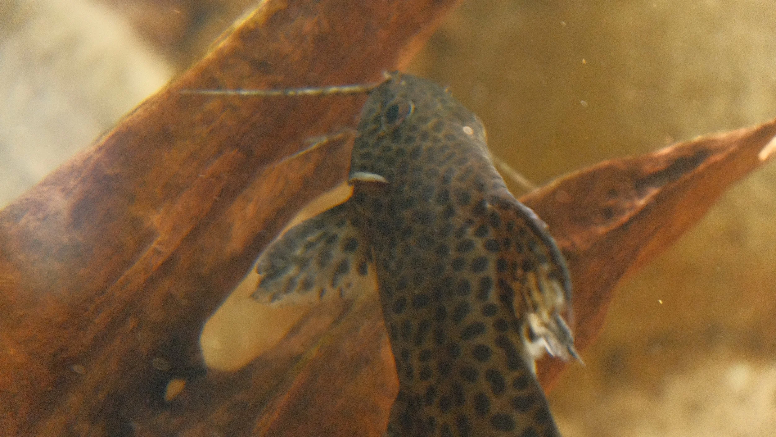DSCF5853.JPG
