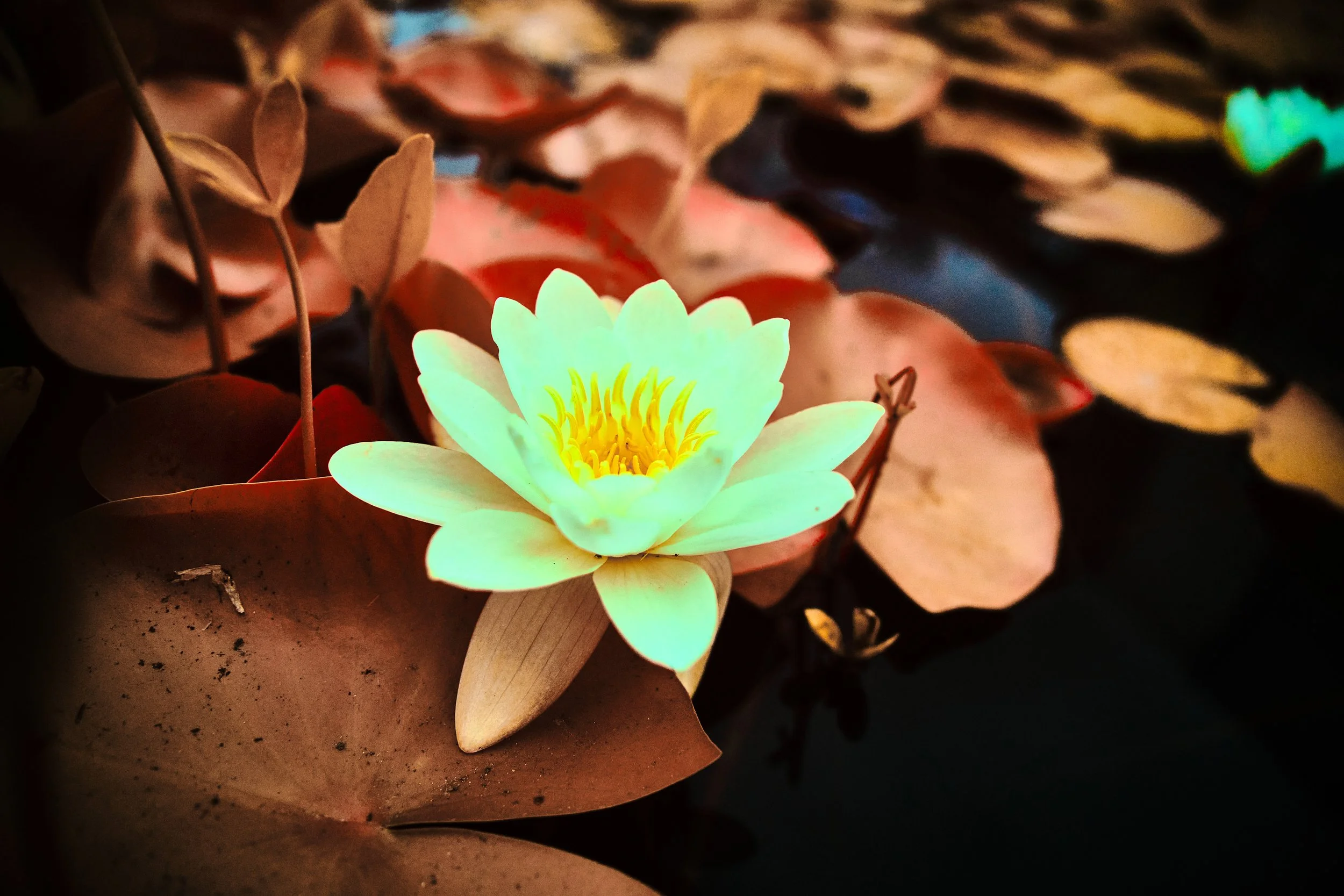 17.08.2026 Botanischer Garten 38.jpg