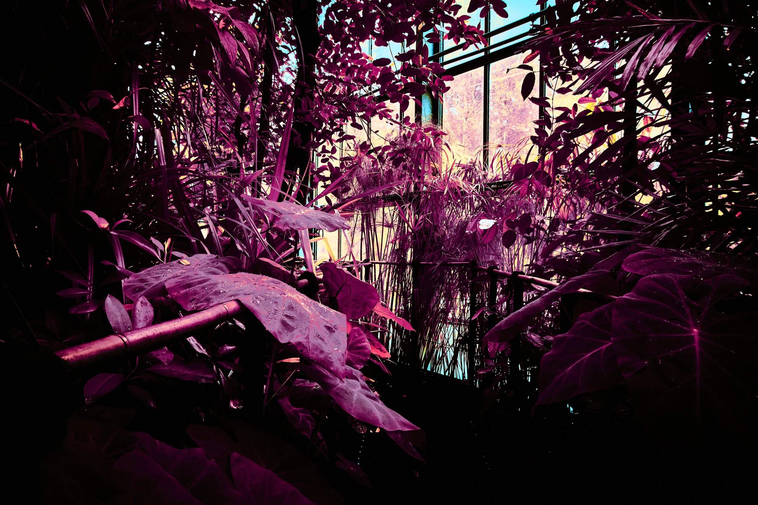 17.08.2026 Botanischer Garten 105.jpg