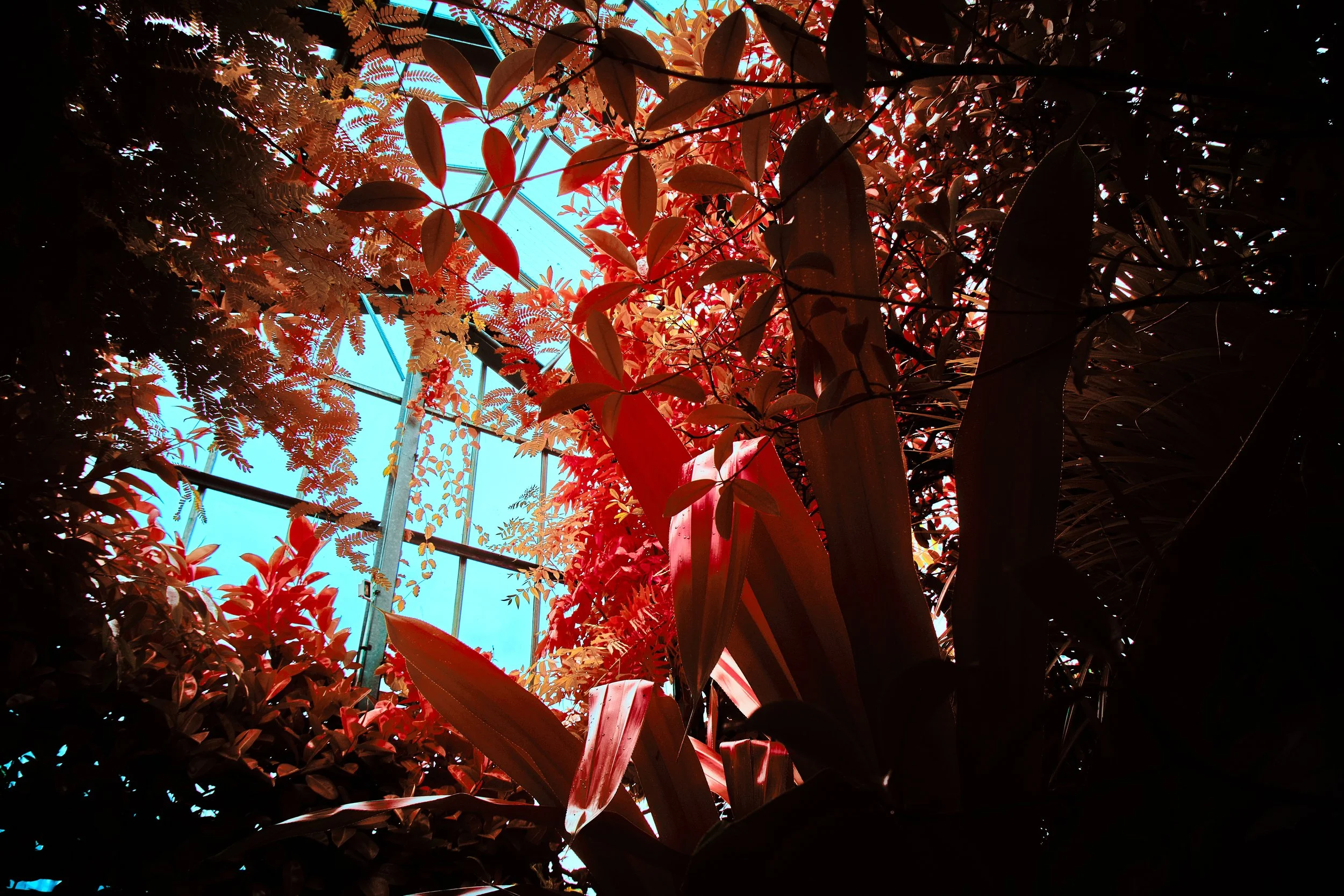 17.08.2026 Botanischer Garten 106.jpg