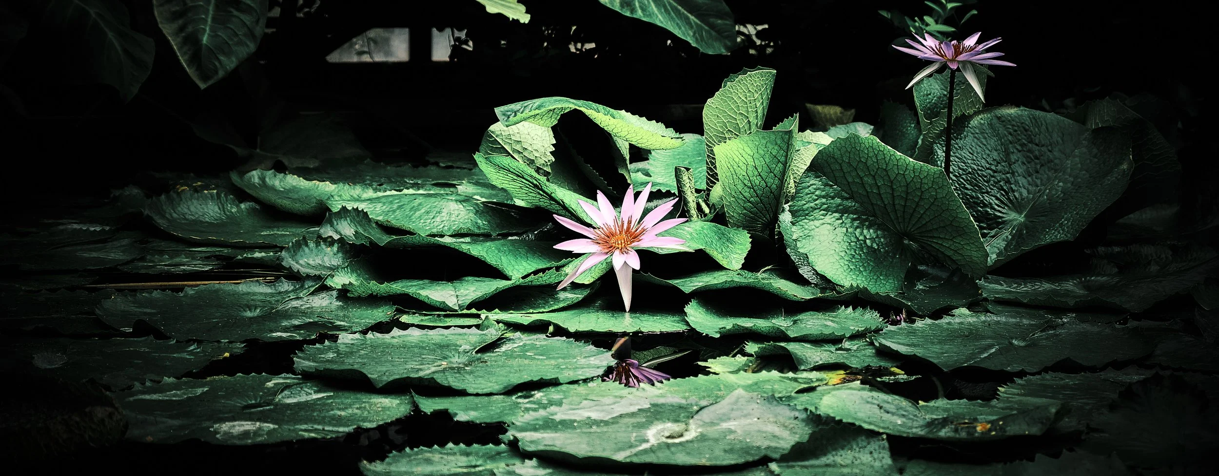 17.08.2026 Botanischer Garten (Anja) 60.jpg