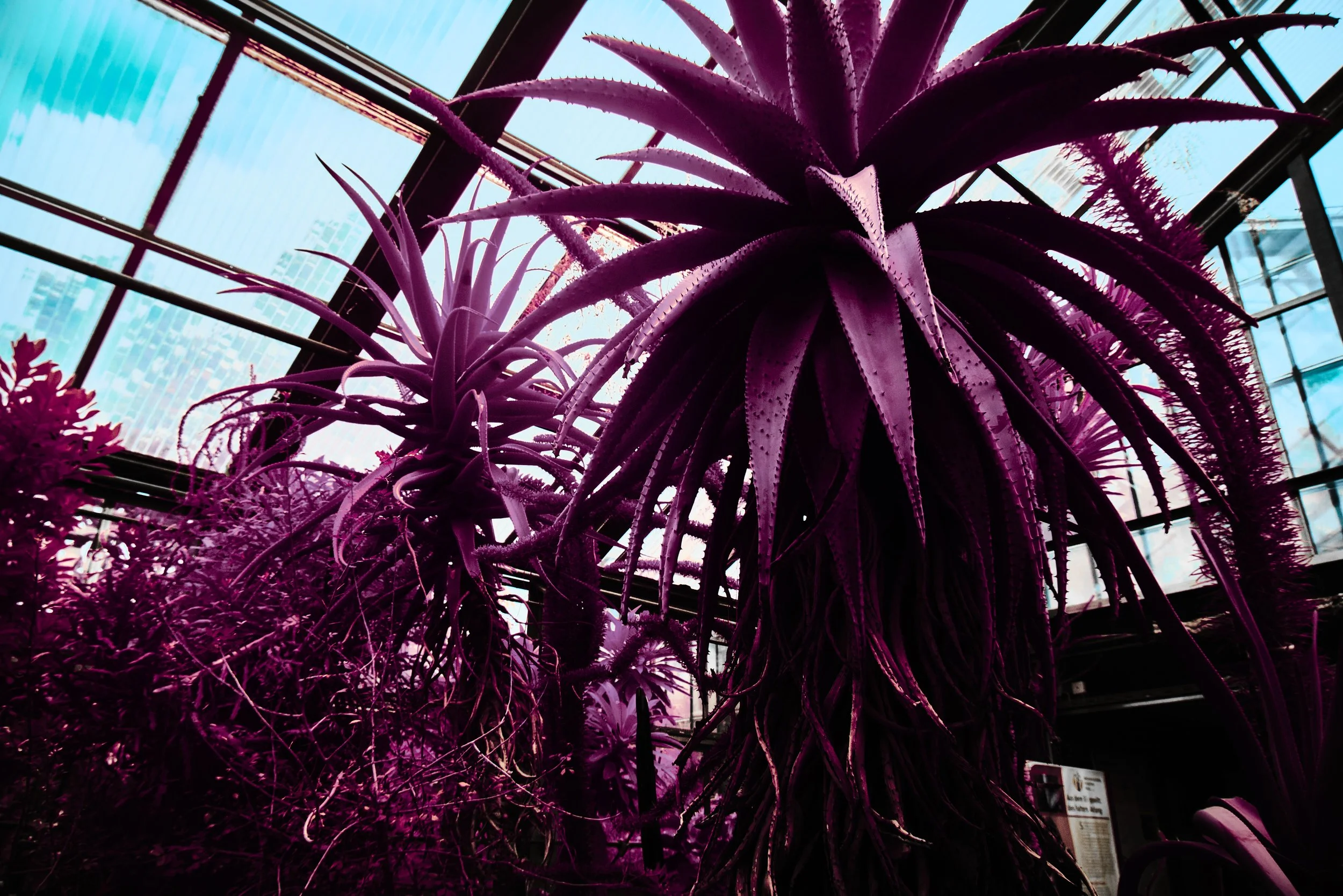 17.08.2026 Botanischer Garten 96.jpg