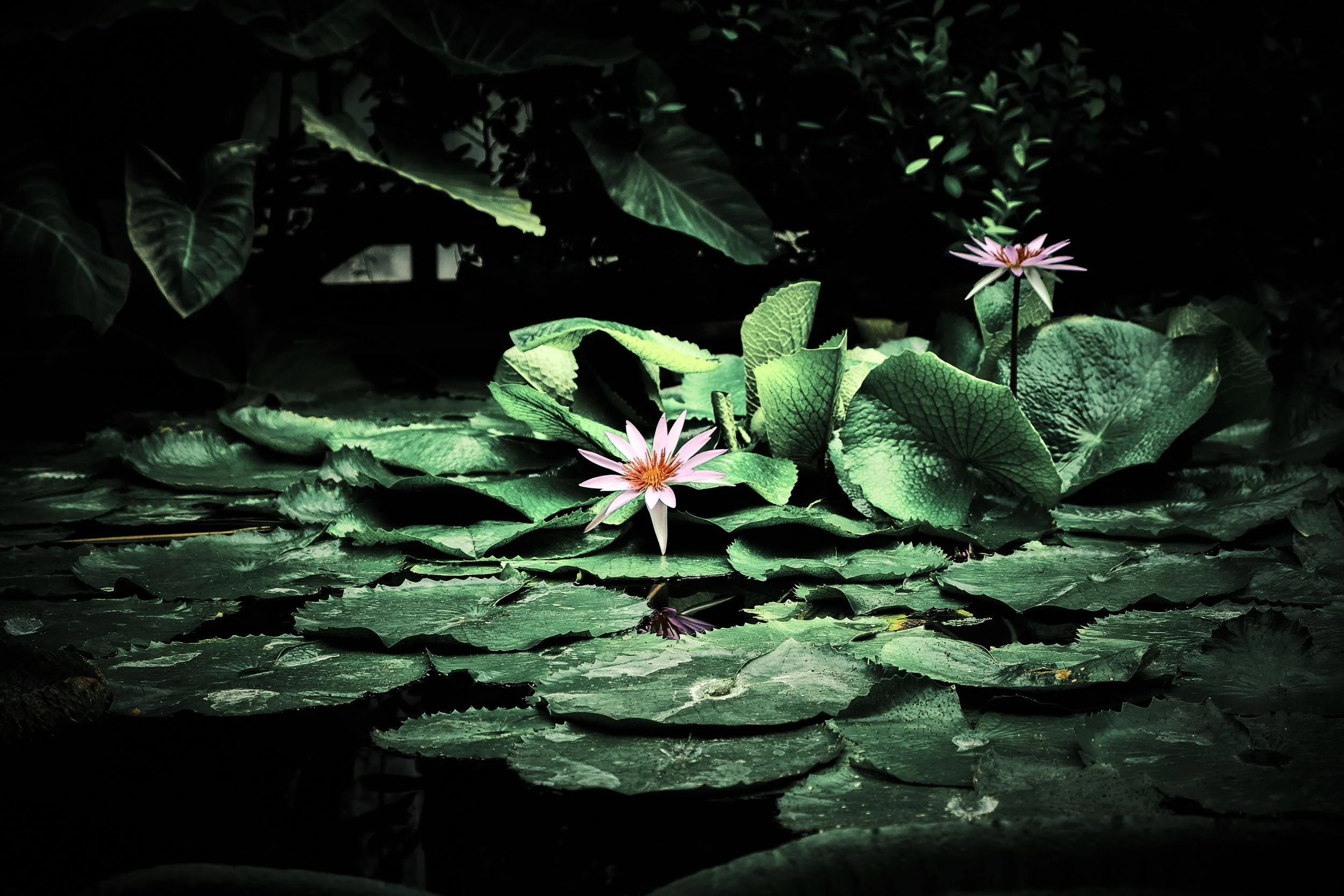 17.08.2026 Botanischer Garten (Anja) 59.jpg