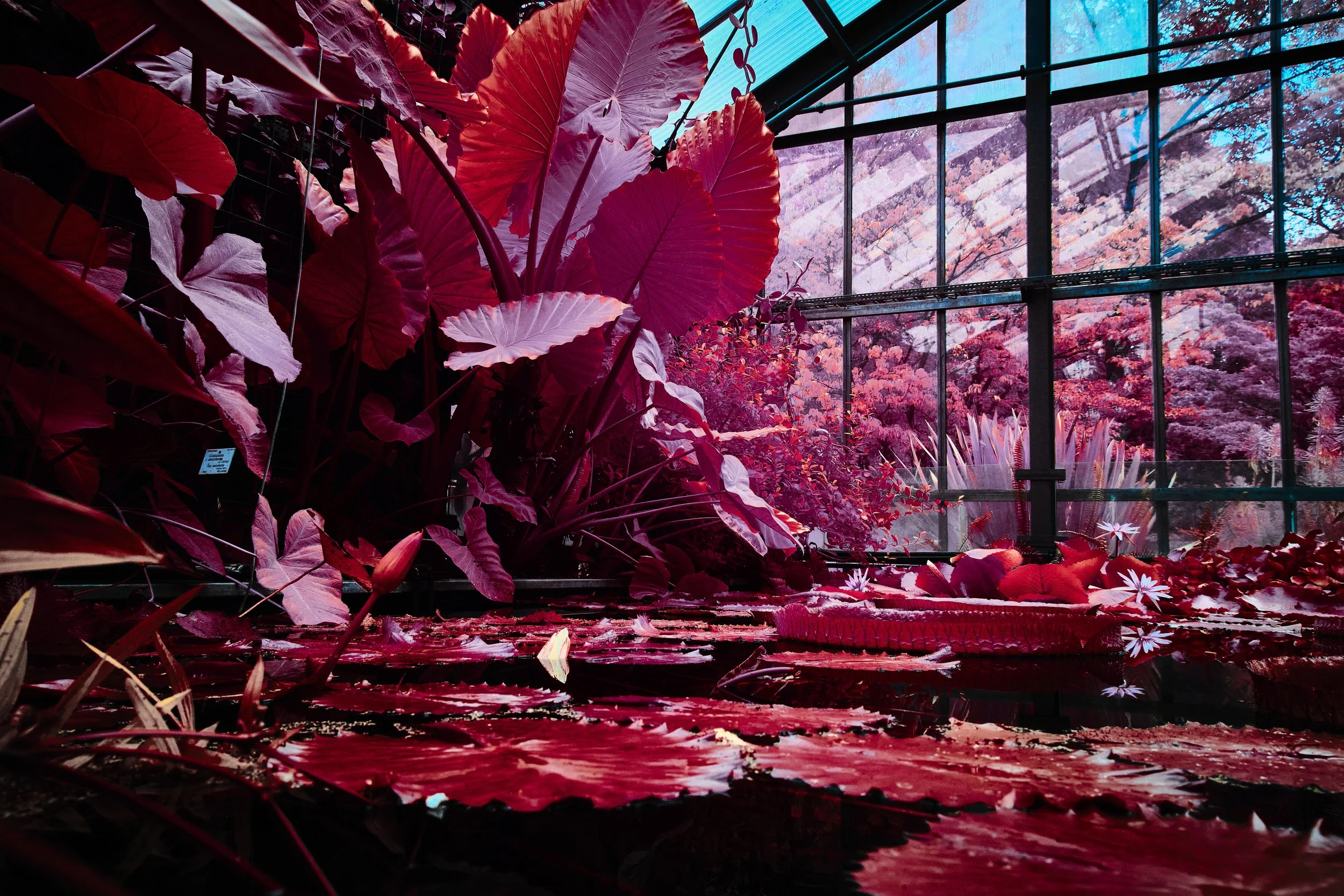 17.08.2026 Botanischer Garten 122.jpg