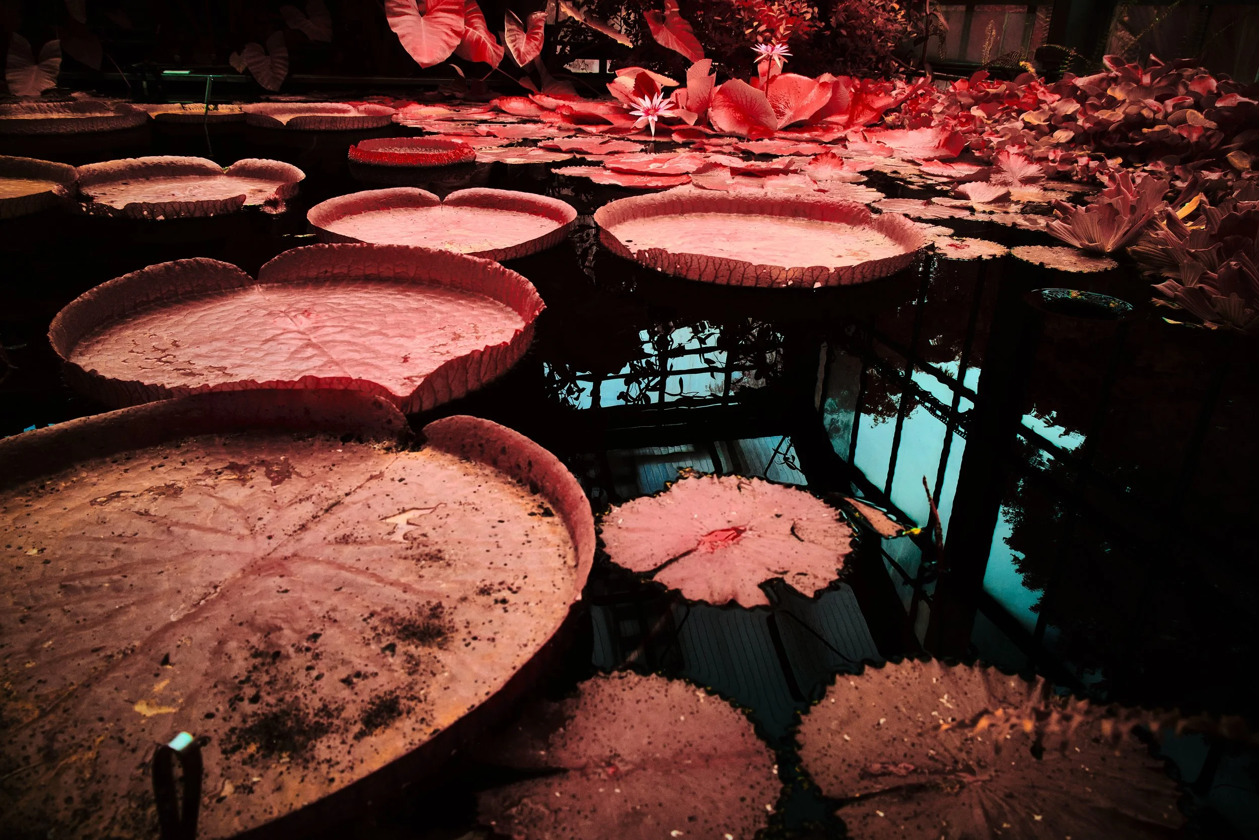 17.08.2026 Botanischer Garten 118.jpg