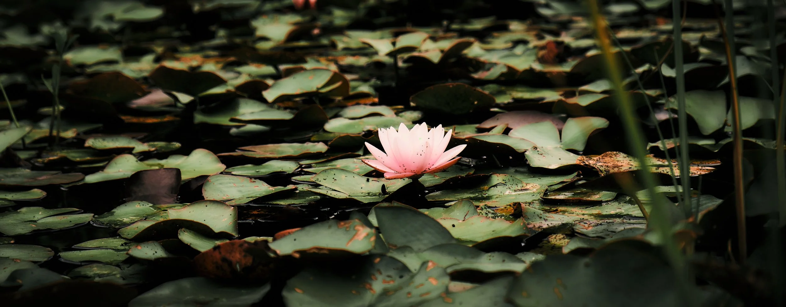 17.08.2026 Botanischer Garten (Anja) 10.jpg