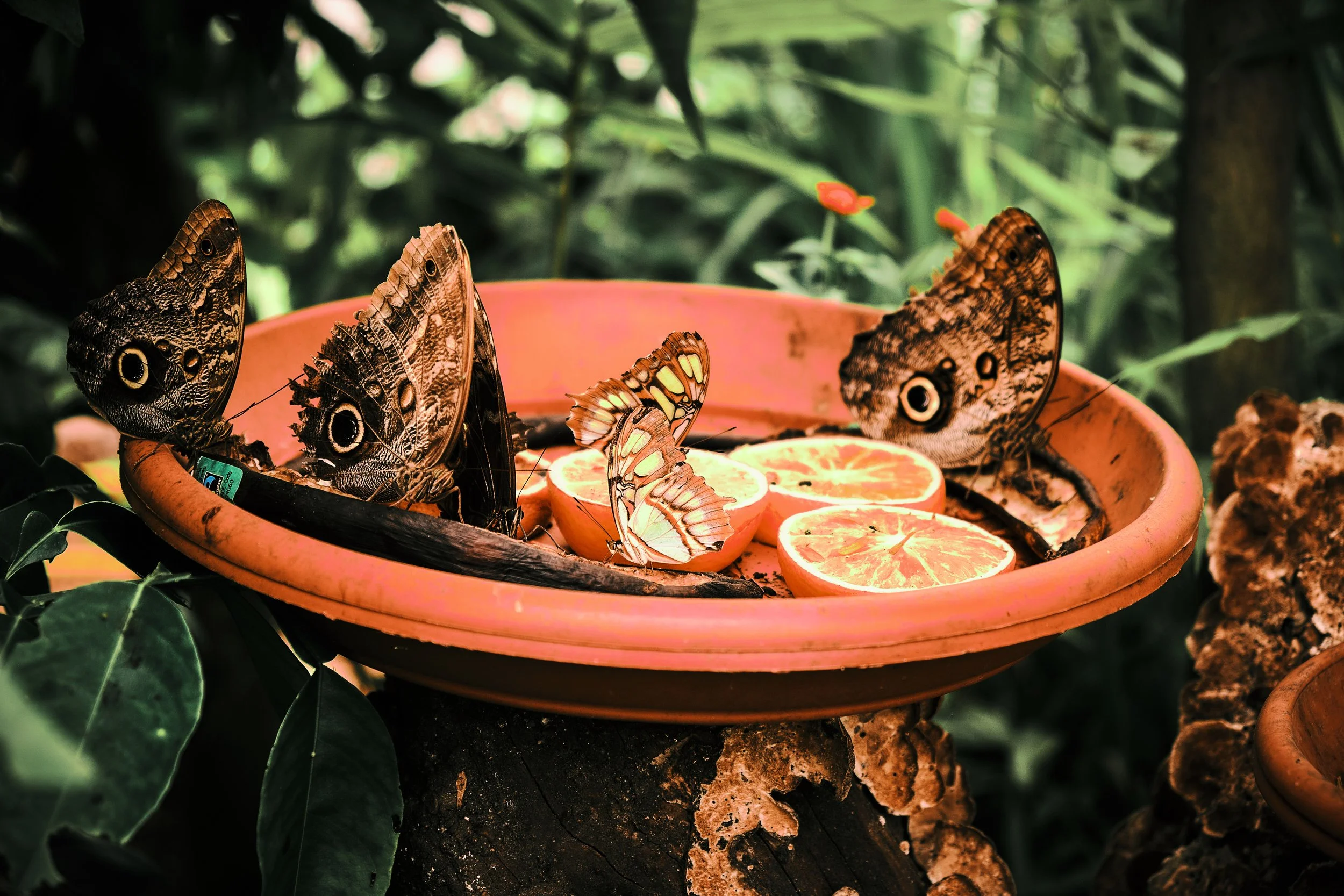 17.08.2026 Botanischer Garten (Anja) 20.jpg
