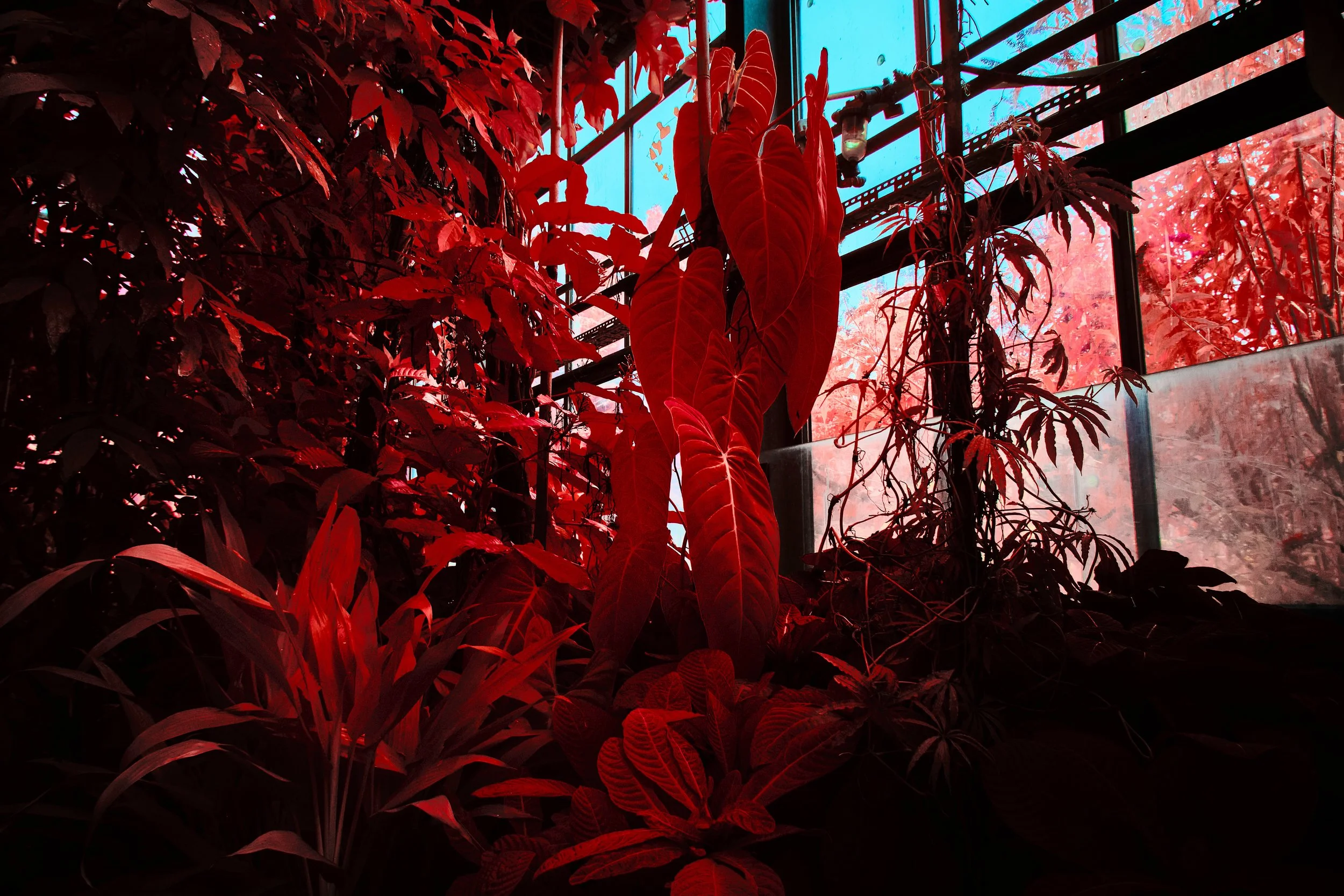 17.08.2026 Botanischer Garten 133.jpg