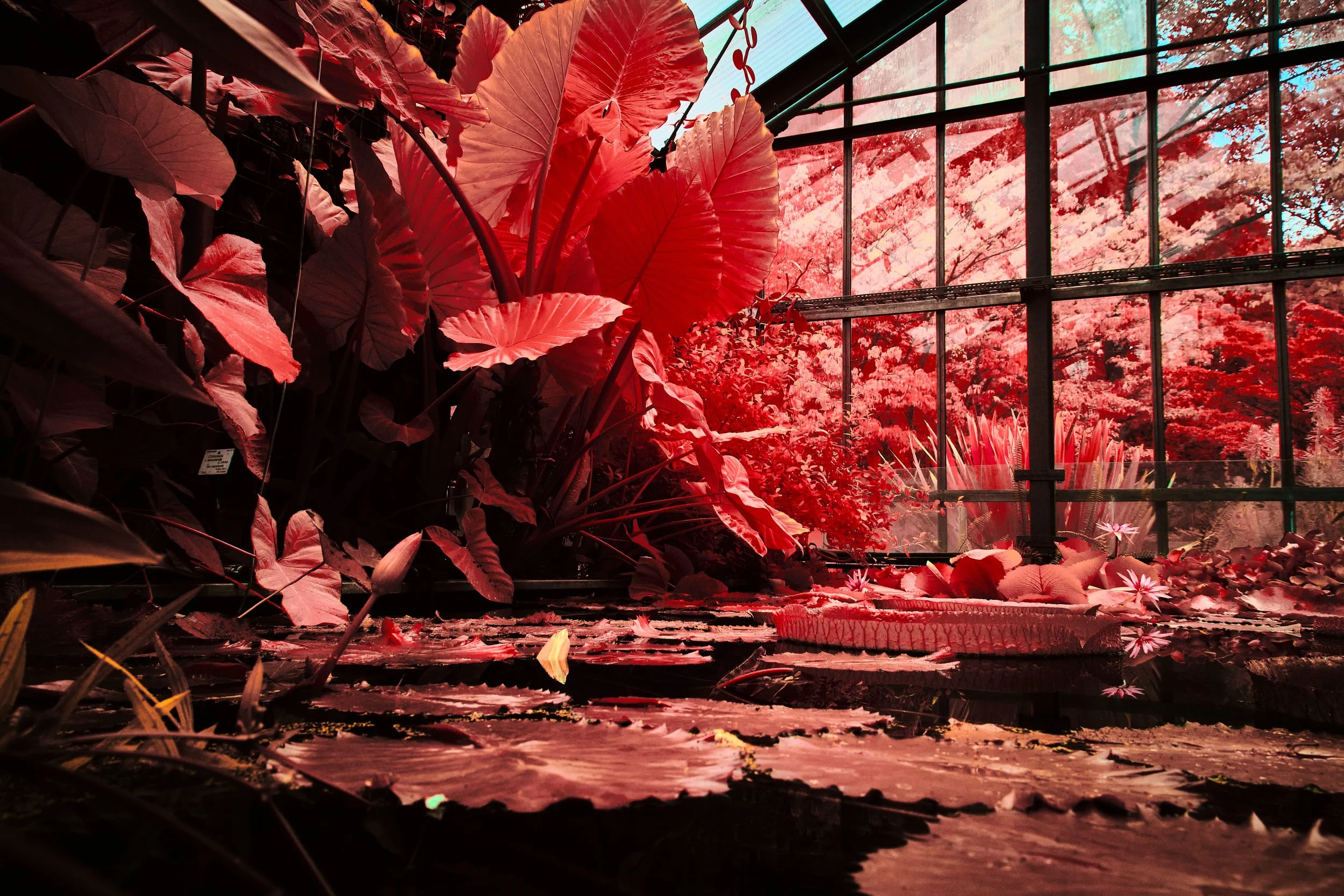 17.08.2026 Botanischer Garten 123.jpg