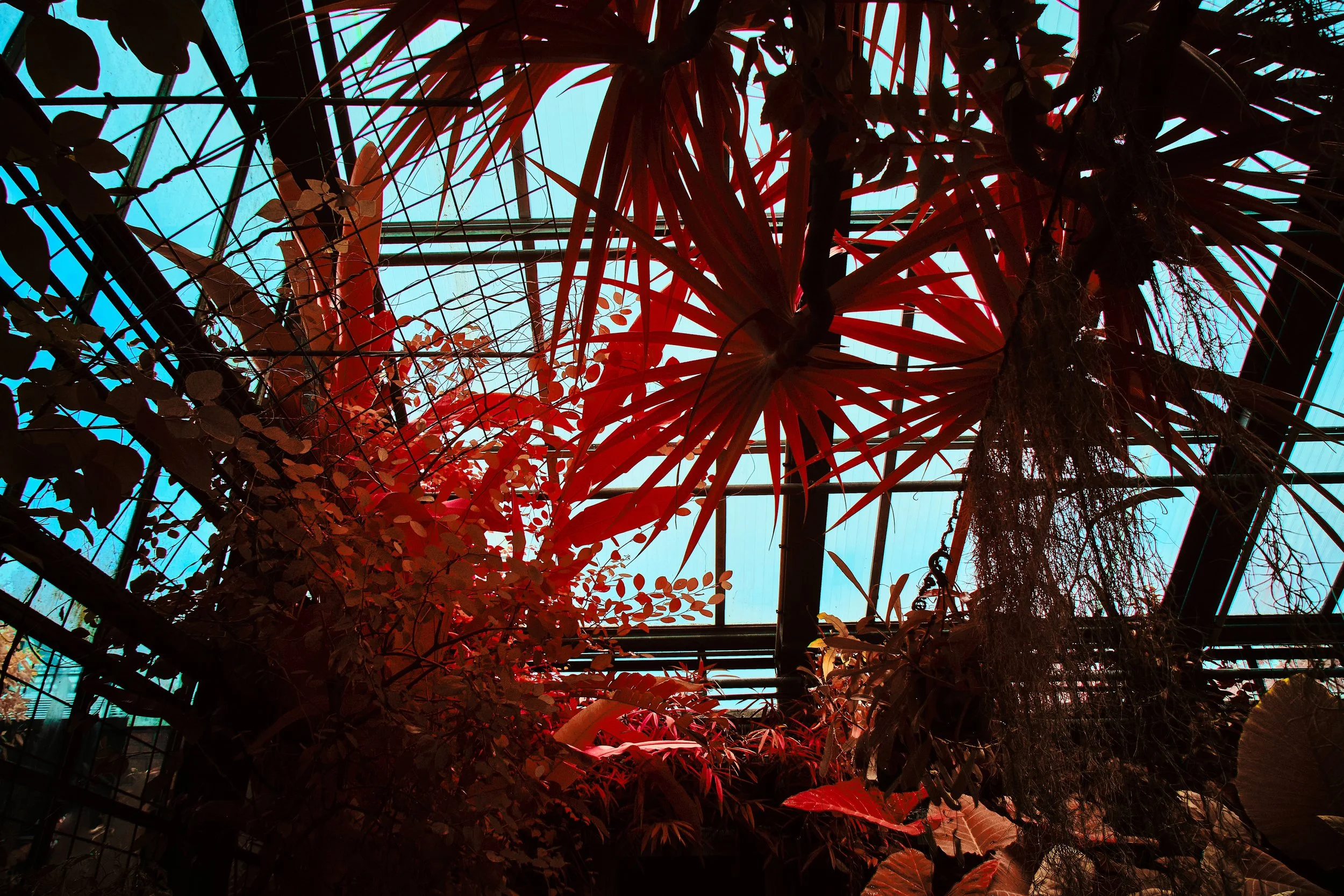 17.08.2026 Botanischer Garten 125.jpg