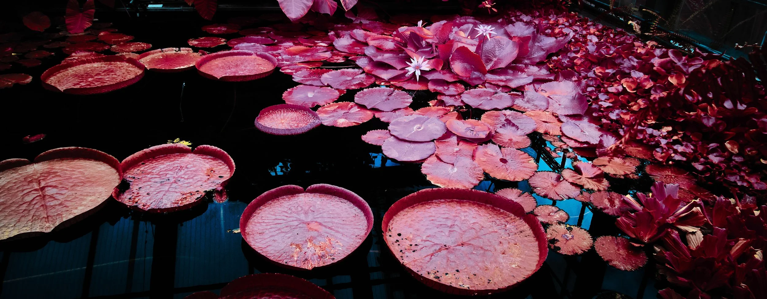 17.08.2026 Botanischer Garten 113.jpg