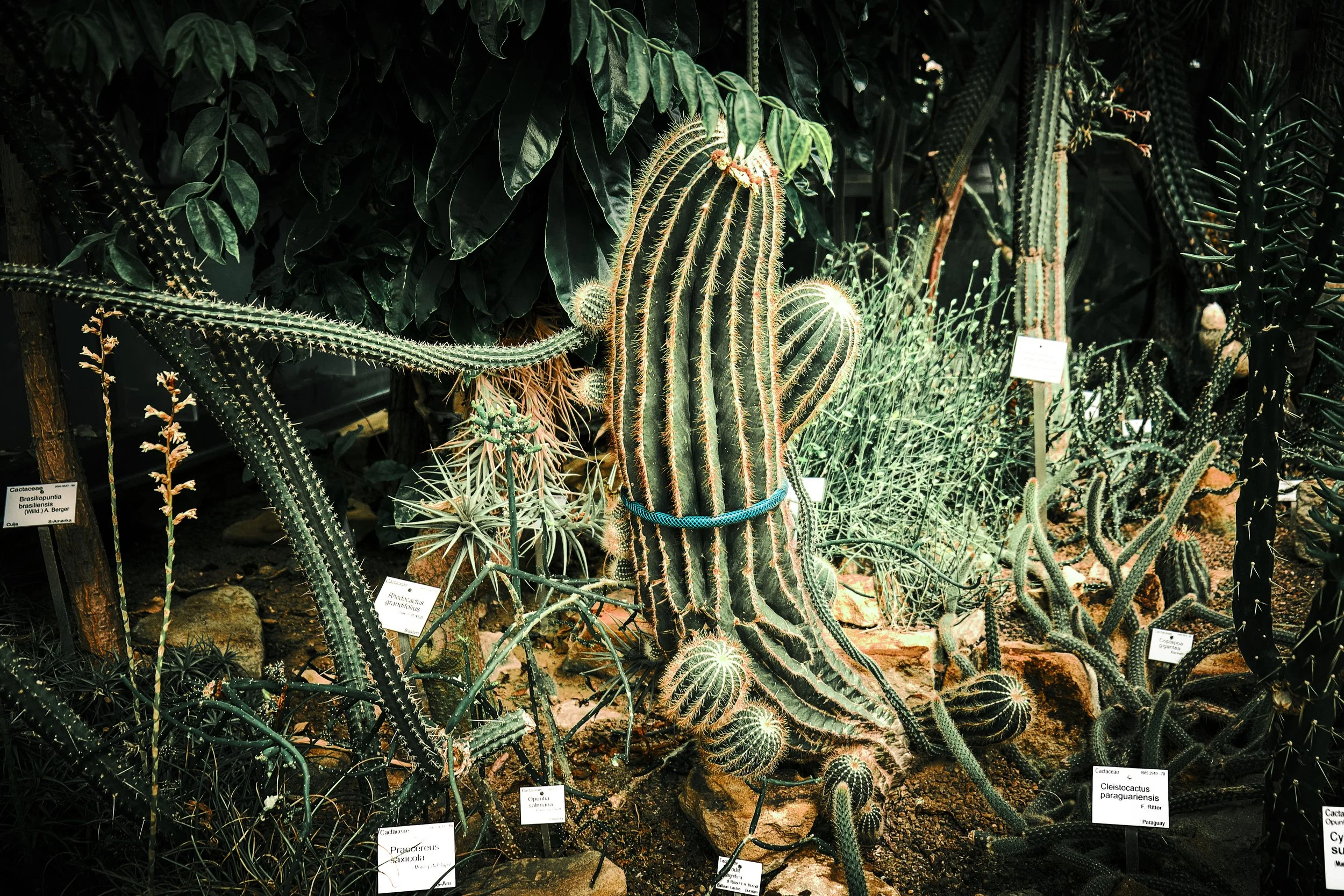 17.08.2026 Botanischer Garten (Anja) 49.jpg