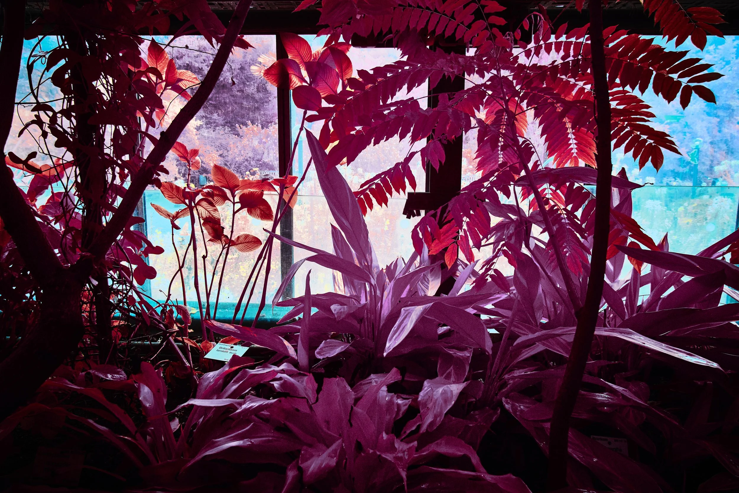 17.08.2026 Botanischer Garten 137.jpg