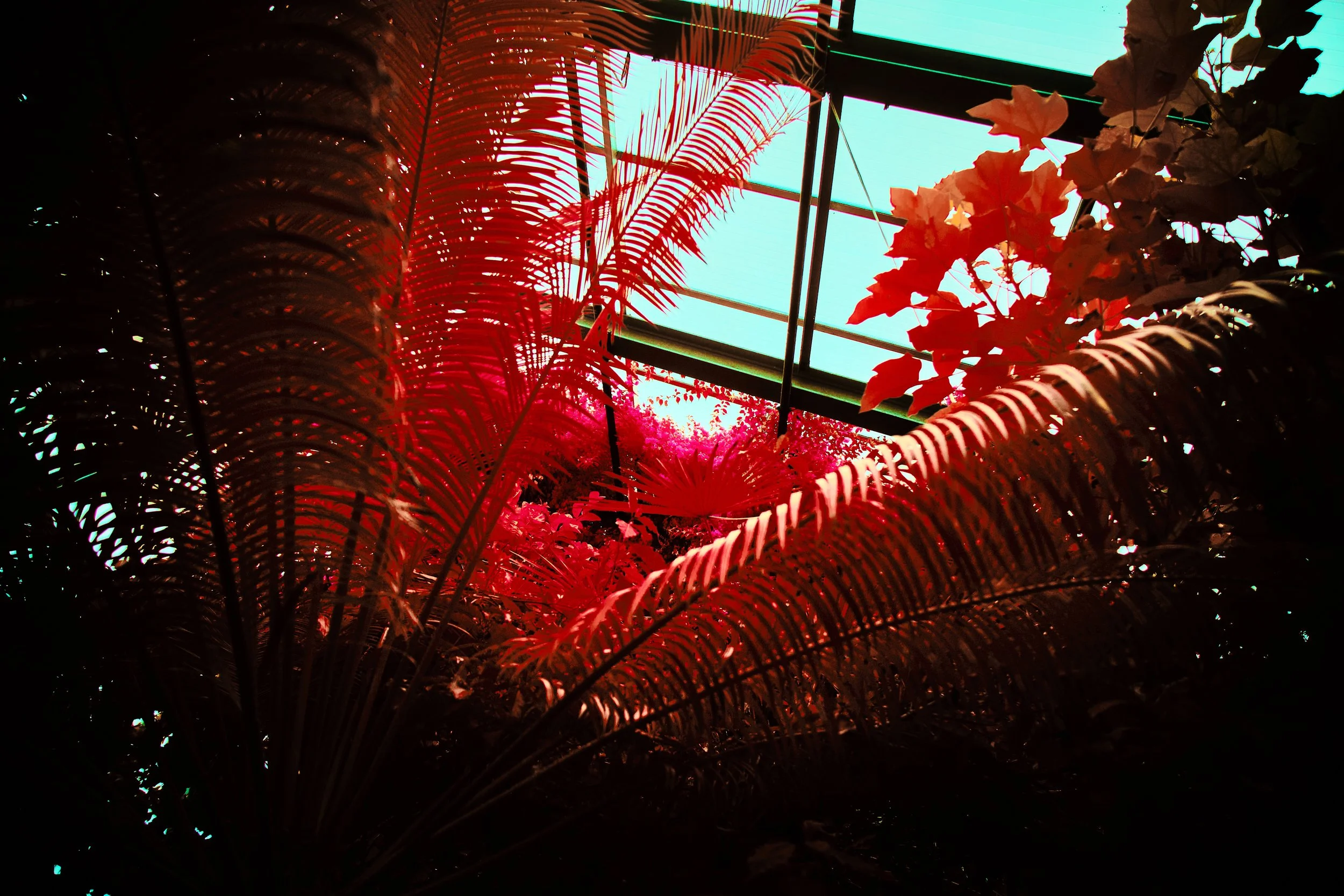 17.08.2026 Botanischer Garten 76.jpg