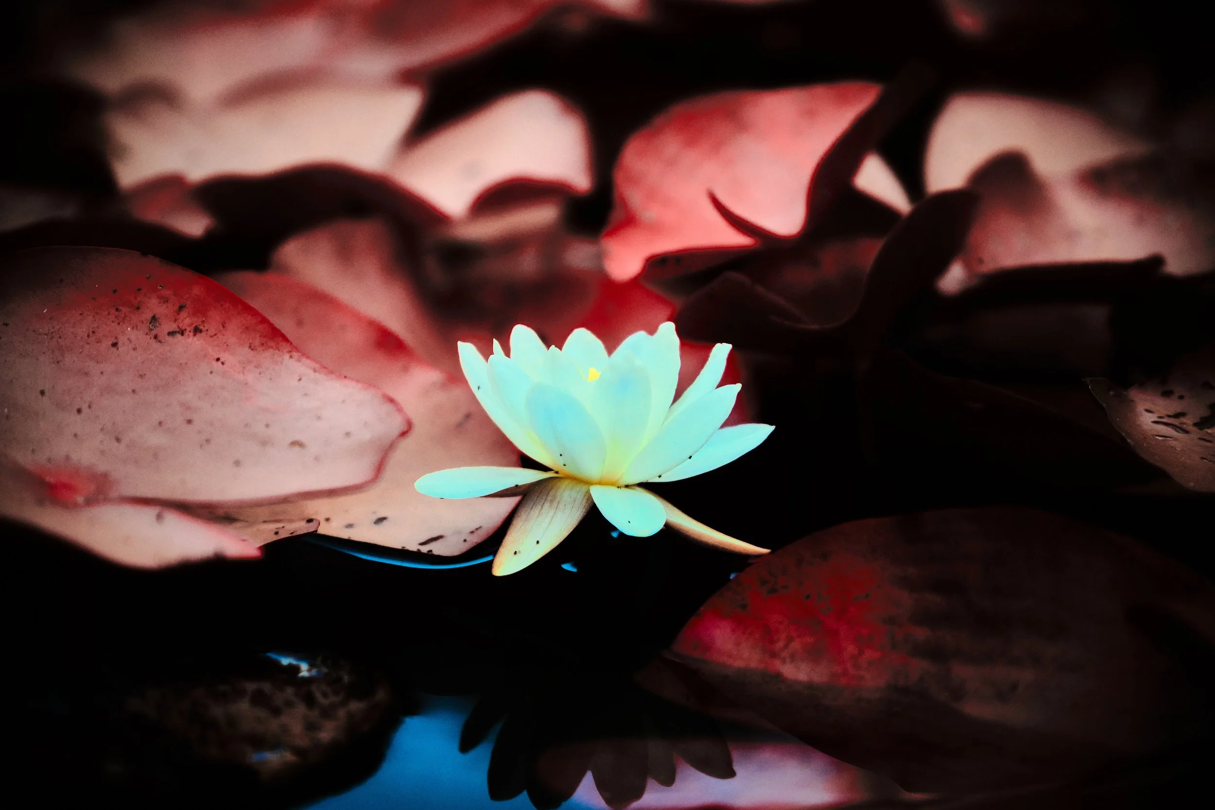 17.08.2026 Botanischer Garten 34.jpg