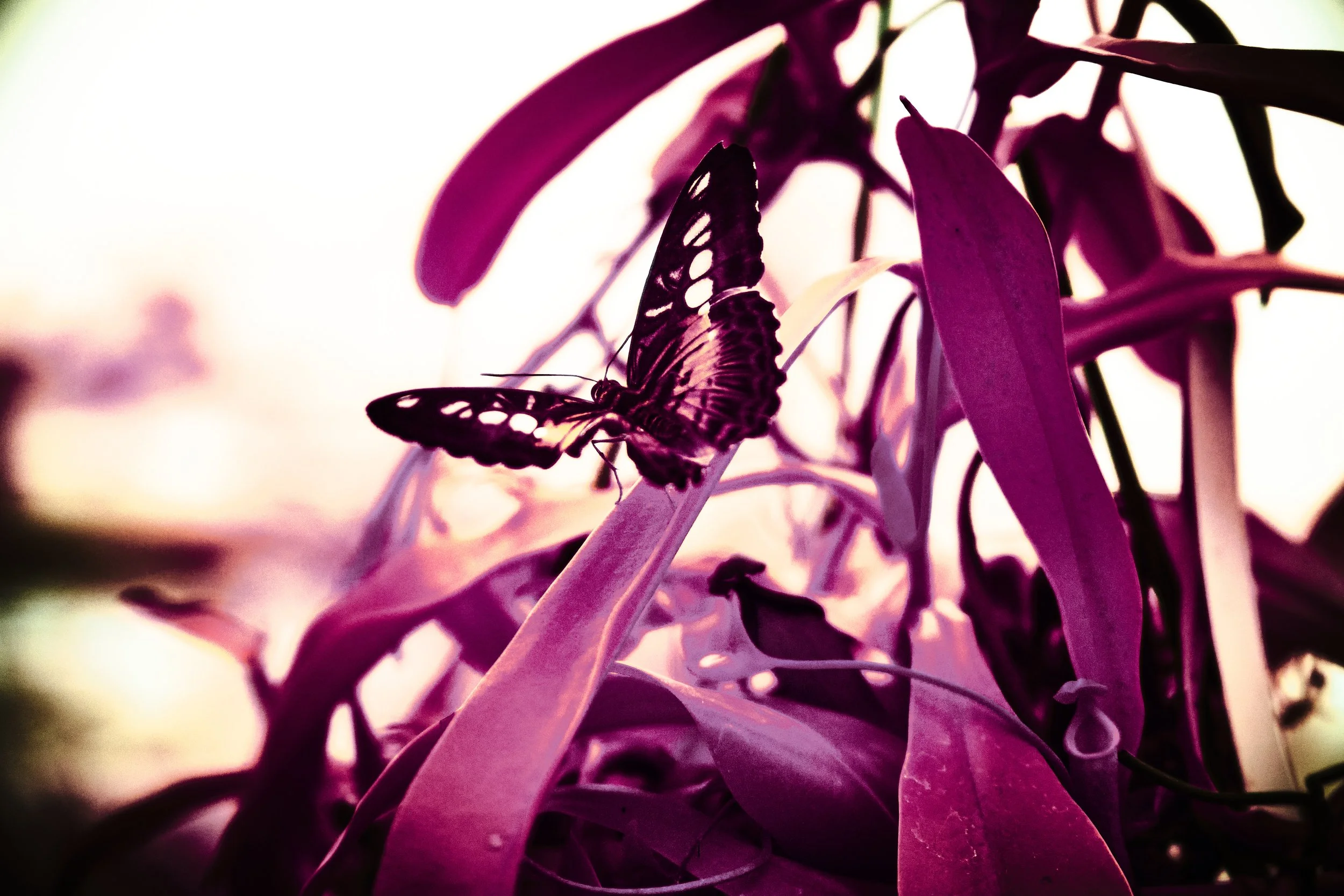 17.08.2026 Botanischer Garten 42.jpg