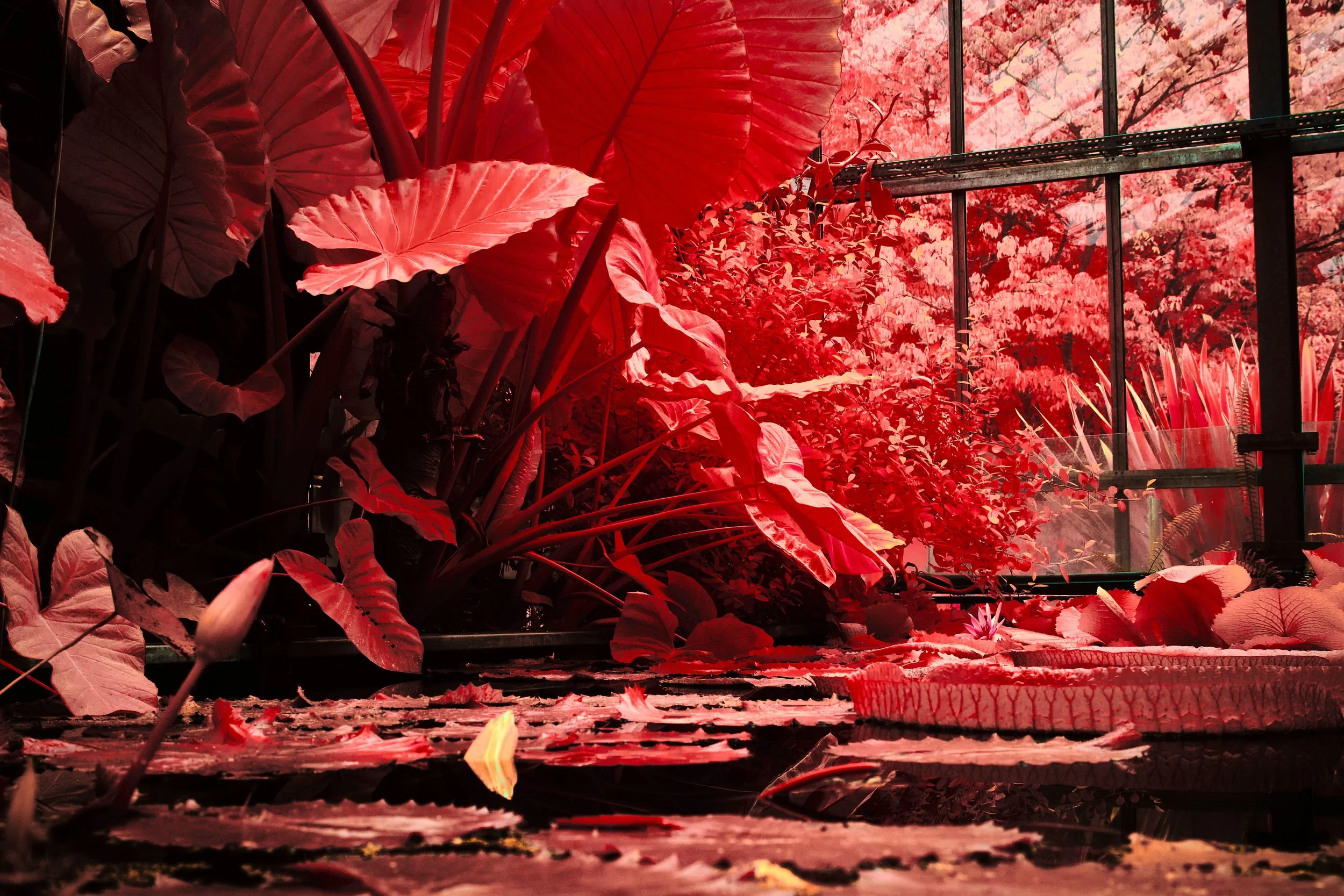17.08.2026 Botanischer Garten 121.jpg