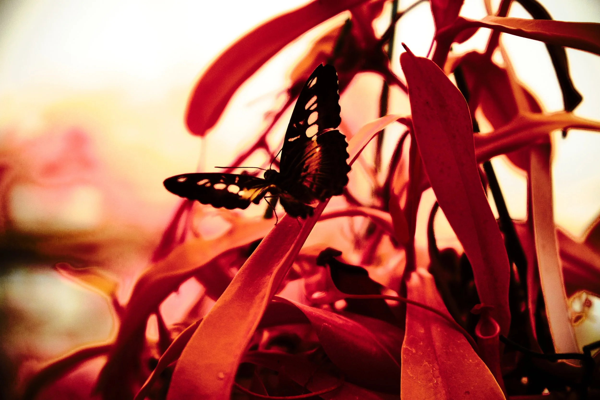17.08.2026 Botanischer Garten 41.jpg