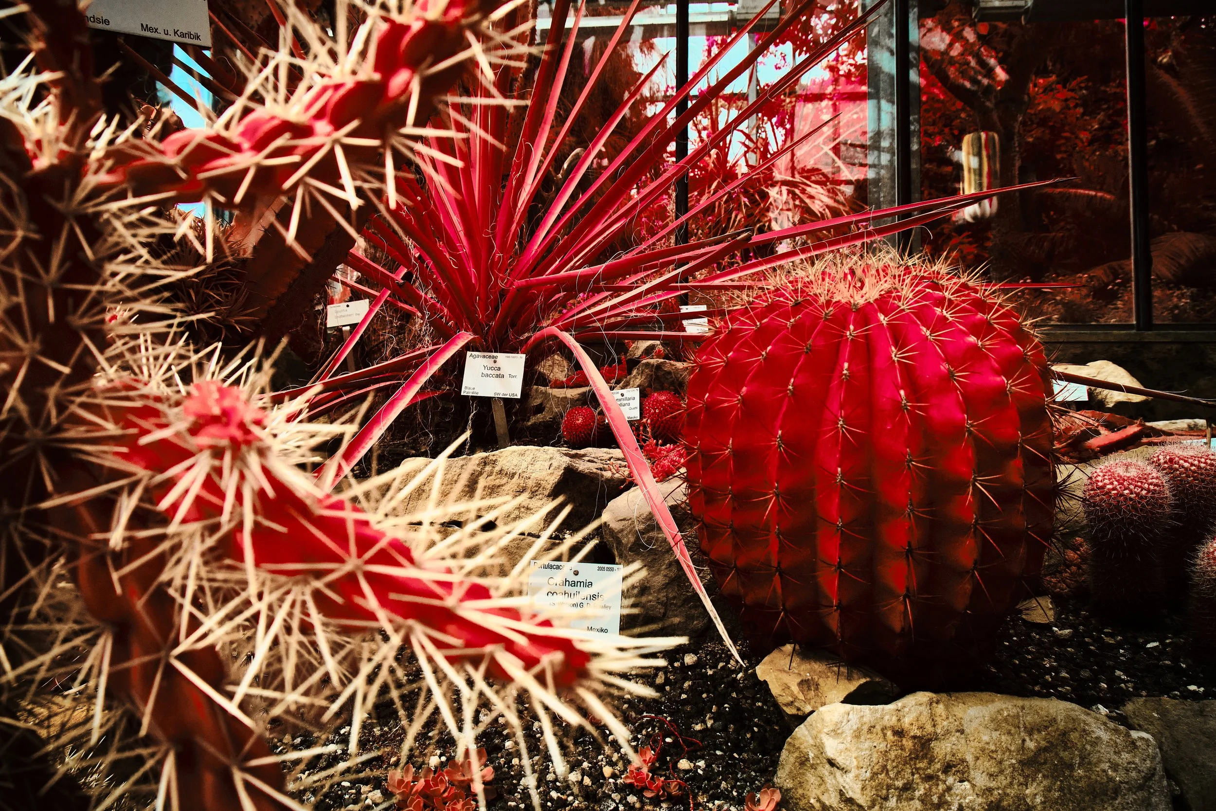 17.08.2026 Botanischer Garten 84.jpg