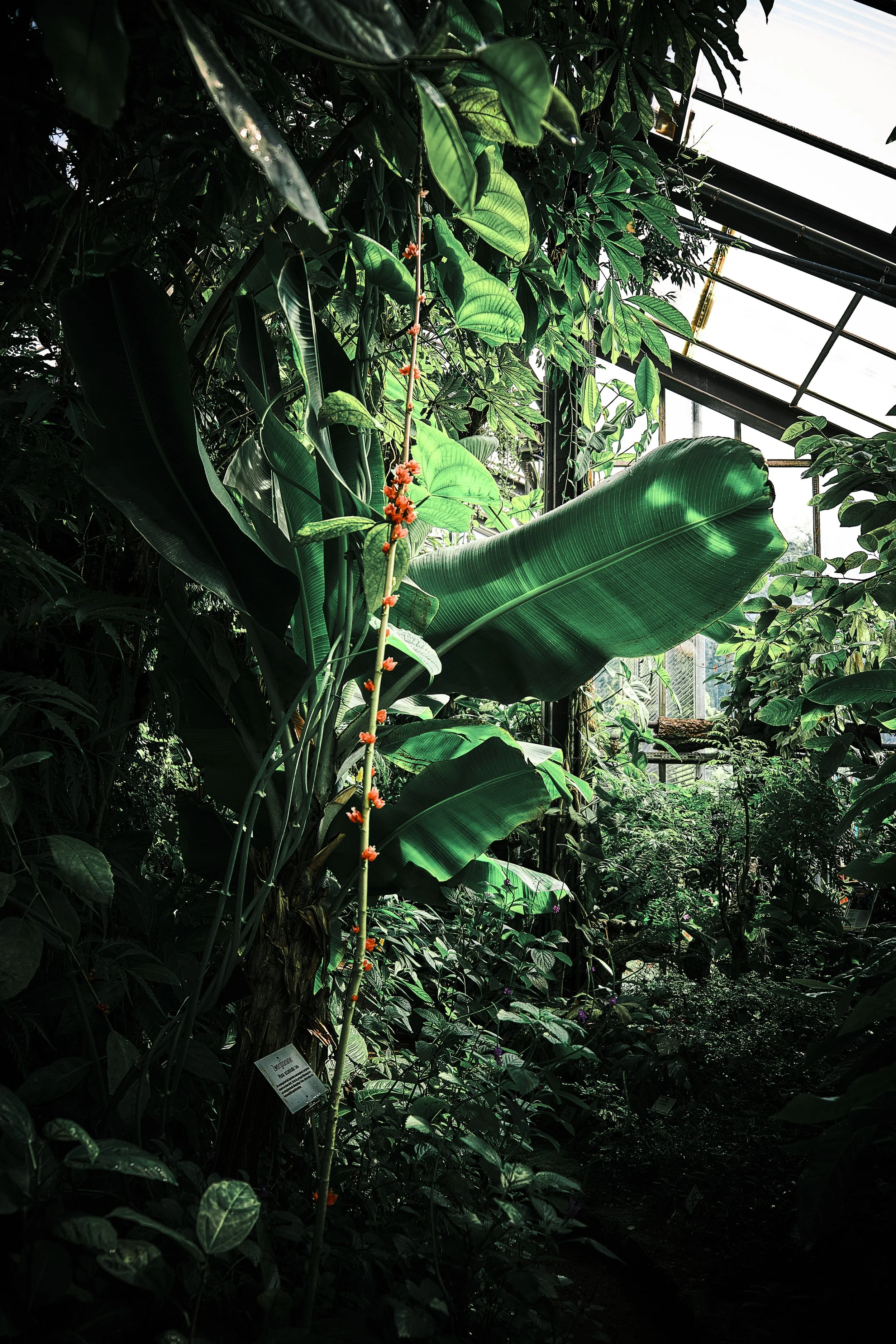 17.08.2026 Botanischer Garten (Anja) 83.jpg