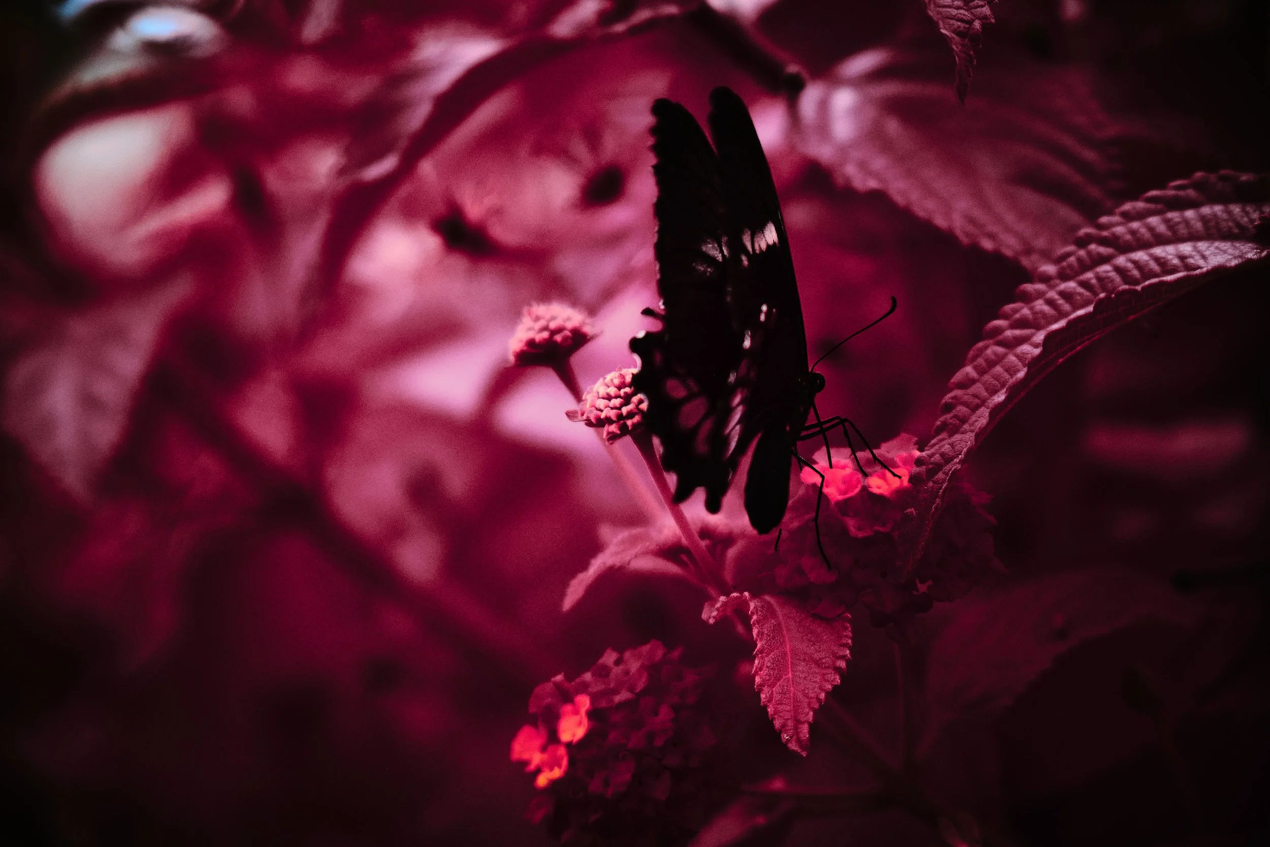 17.08.2026 Botanischer Garten 47.jpg