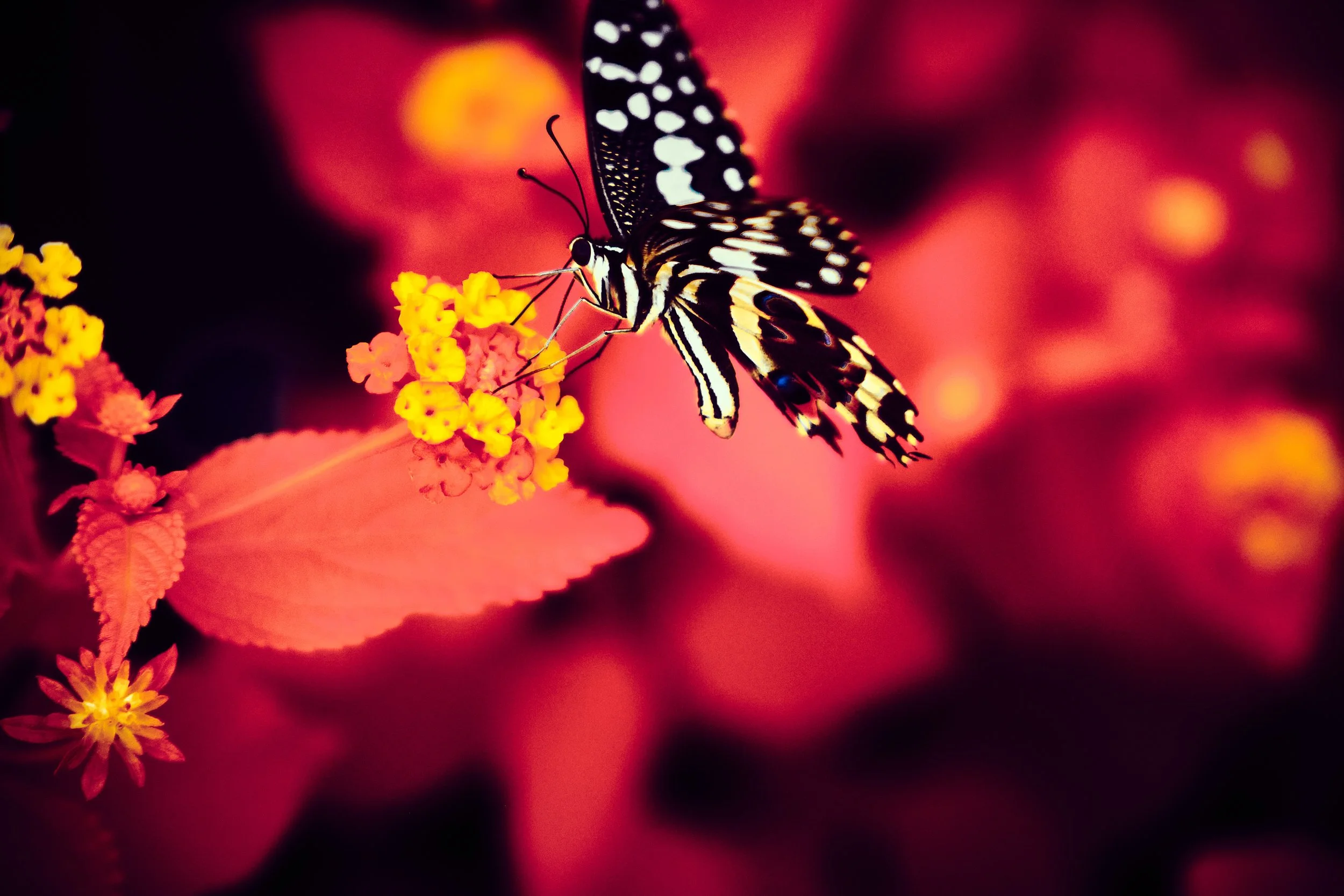 17.08.2026 Botanischer Garten 57.jpg