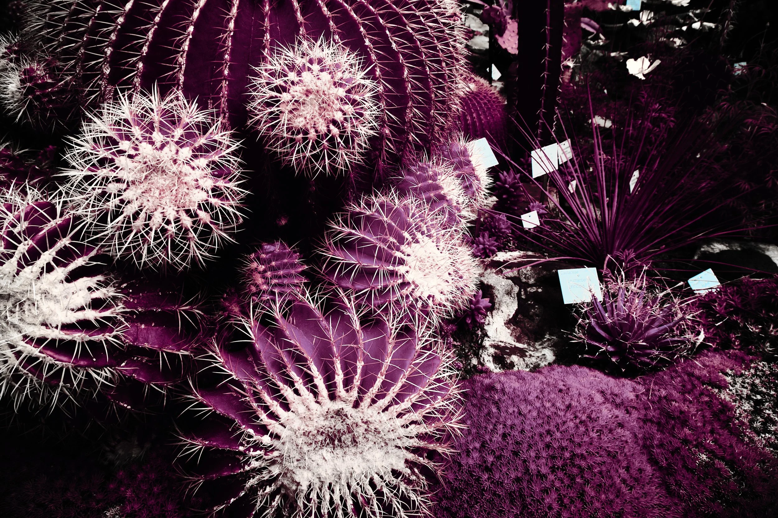 17.08.2026 Botanischer Garten 89.jpg