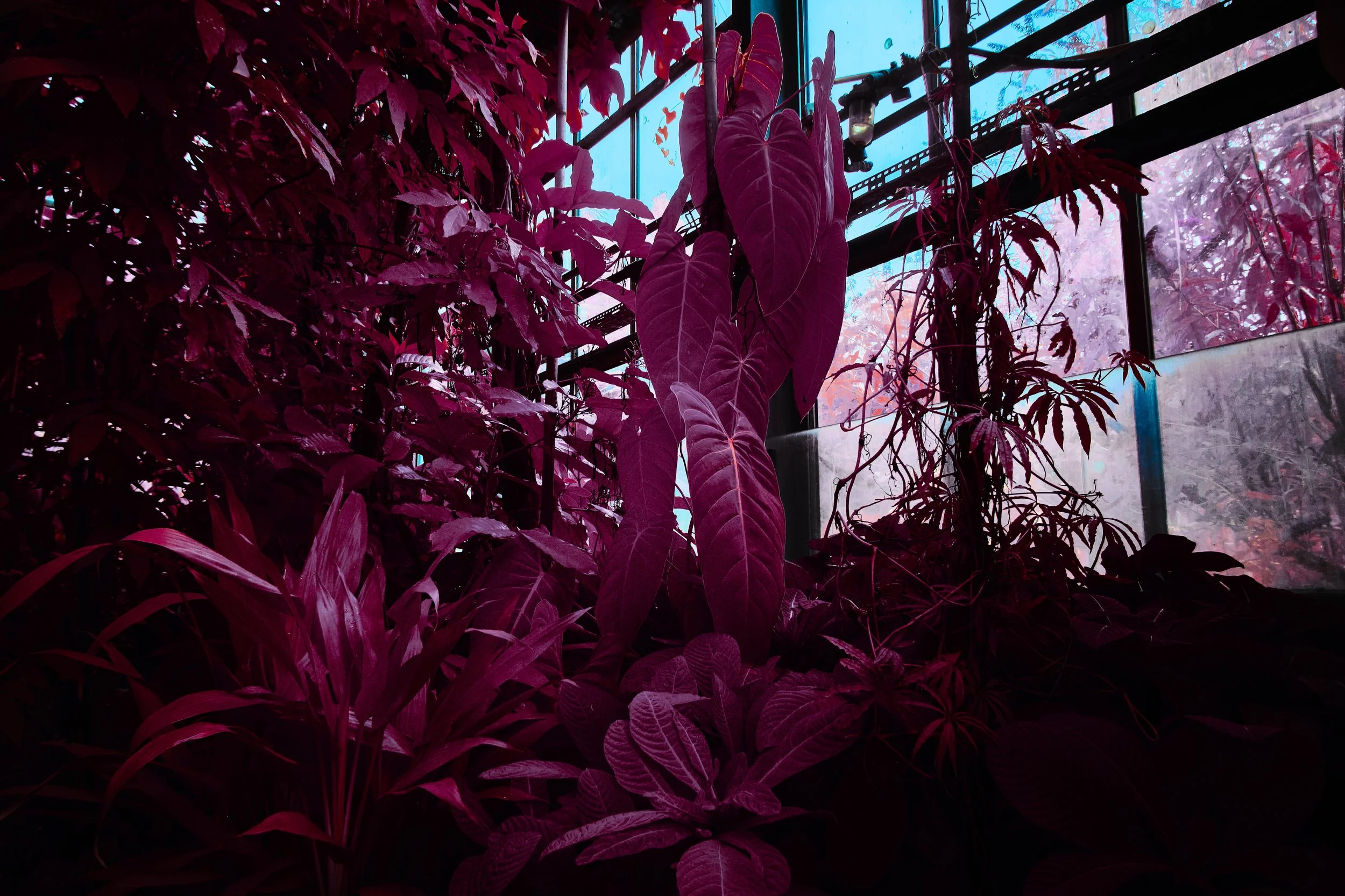 17.08.2026 Botanischer Garten 132.jpg