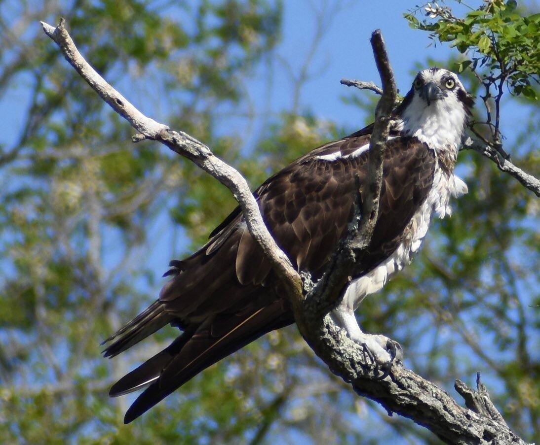 Decided to enjoy my coffee in the sun this morning and watch an #osprey nest as I sipped.  This adult returned to the nest area with no food (second photo) then replaced the other adult in the nest.  I figured that one was the better hunter (fisher?)