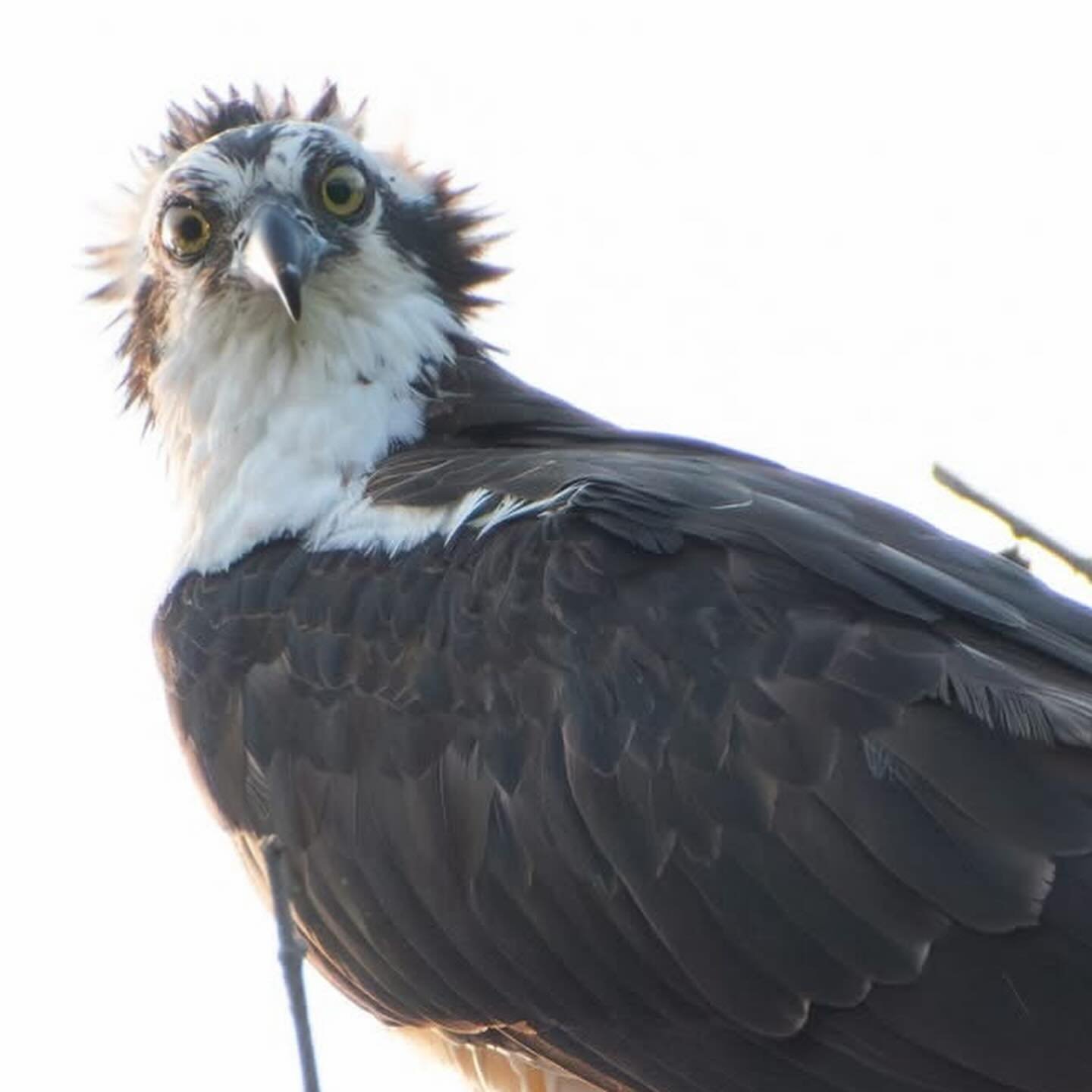 My neighborhood Osprey; Harry. #osprey