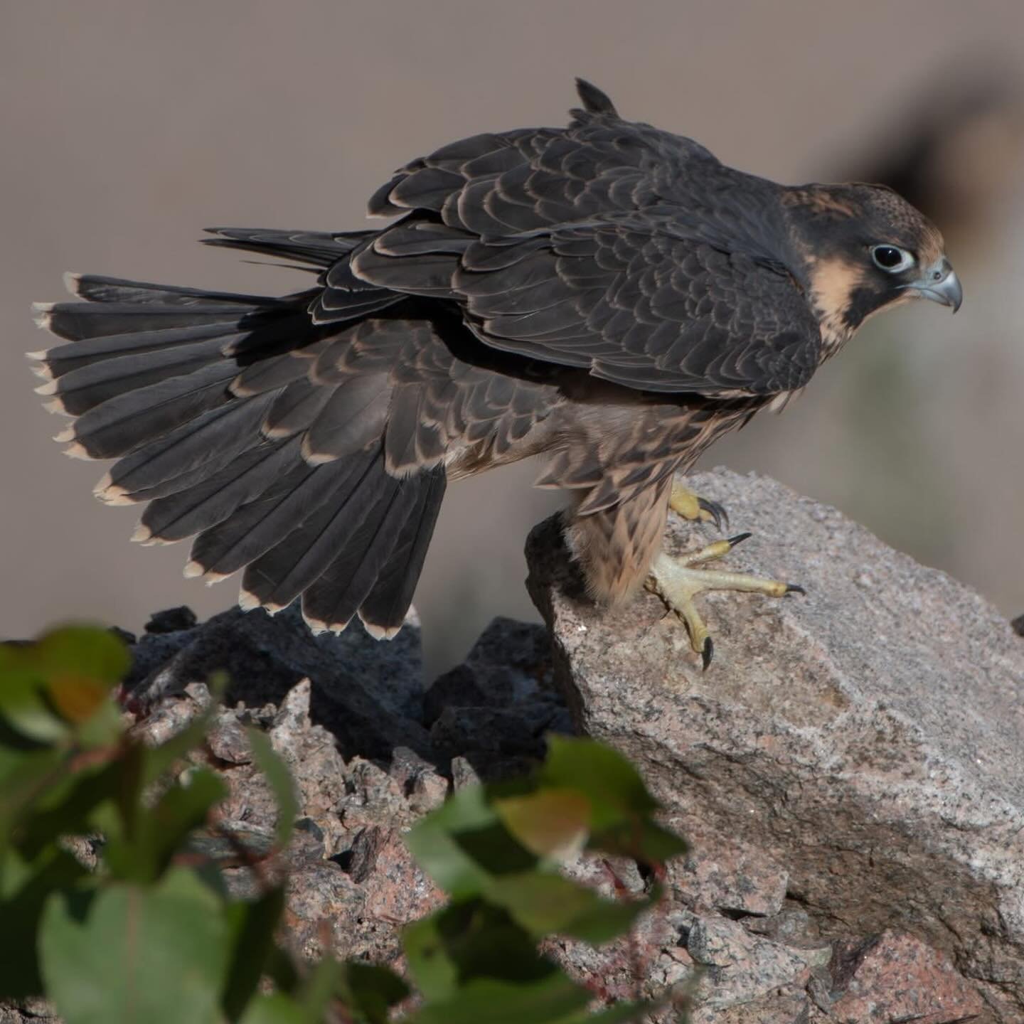 Observed some newly fledged #peregrinefalcons today. One sibling hatched later and is still in the nest swapping down for flight feathers. Mom is watching over all. &lt;&lt;&lt;undisclosed location&gt;&gt;&gt;&gt;