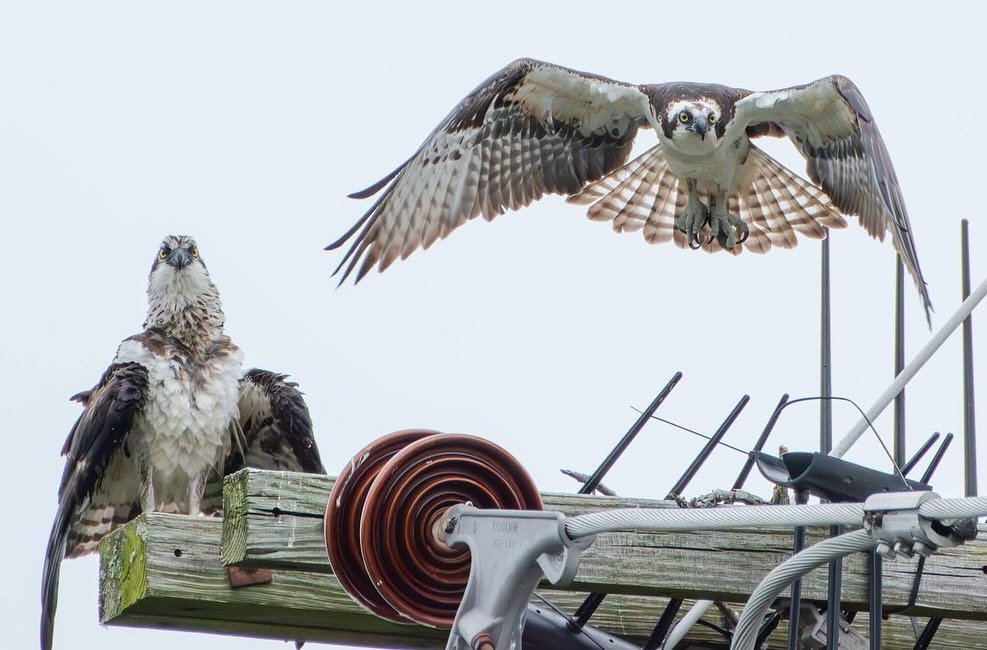 These two moved to Barrington for the school system. #osprey