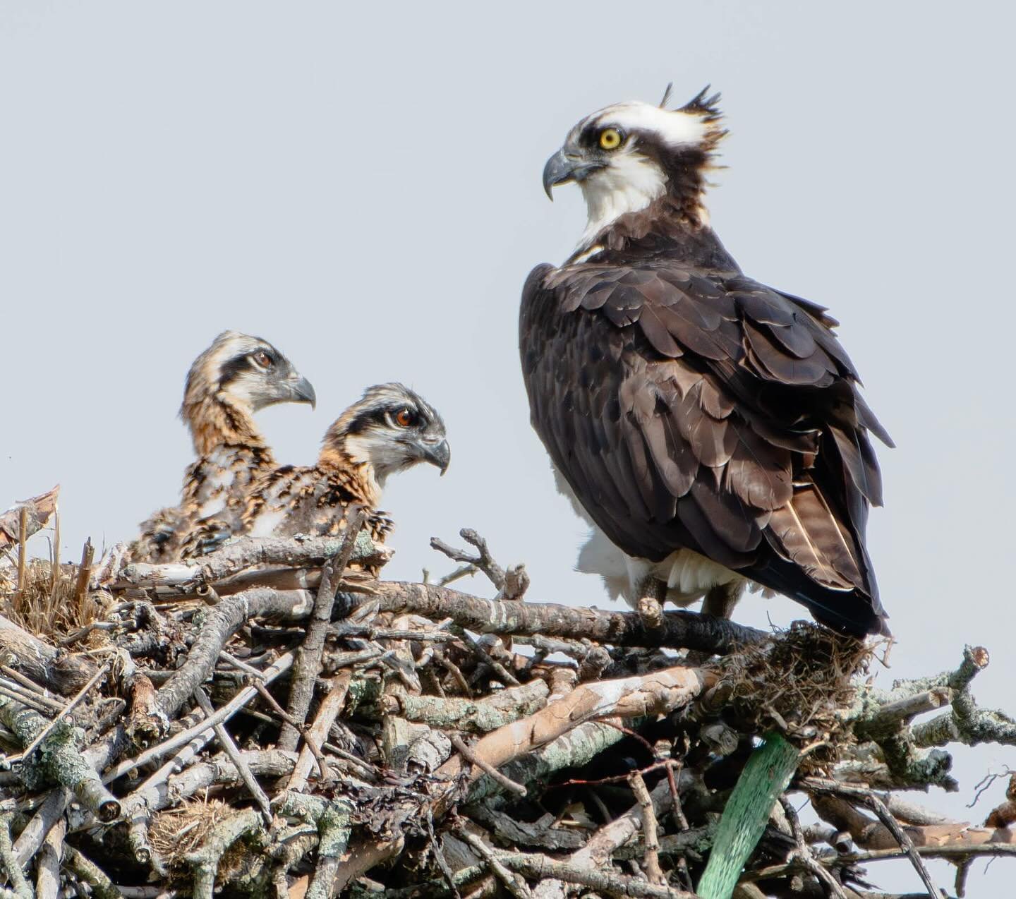 Some mama/baby #osprey love!  @jenna.deangelis